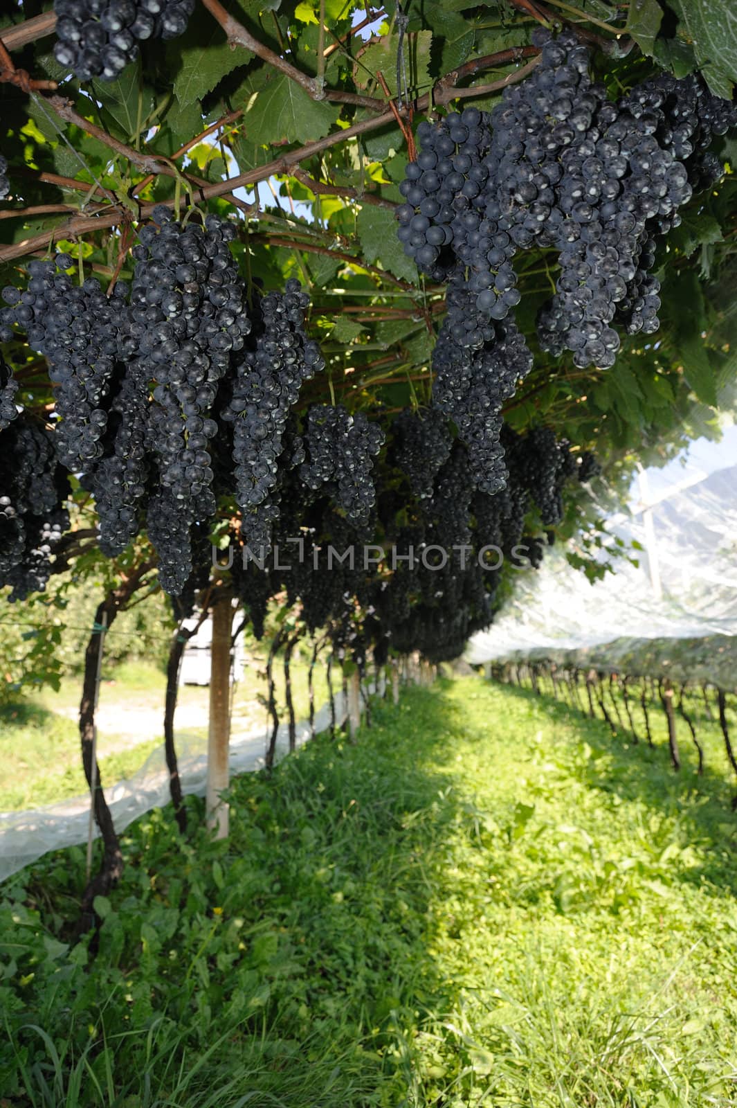 An image of fresh blue grapes in the vineyard