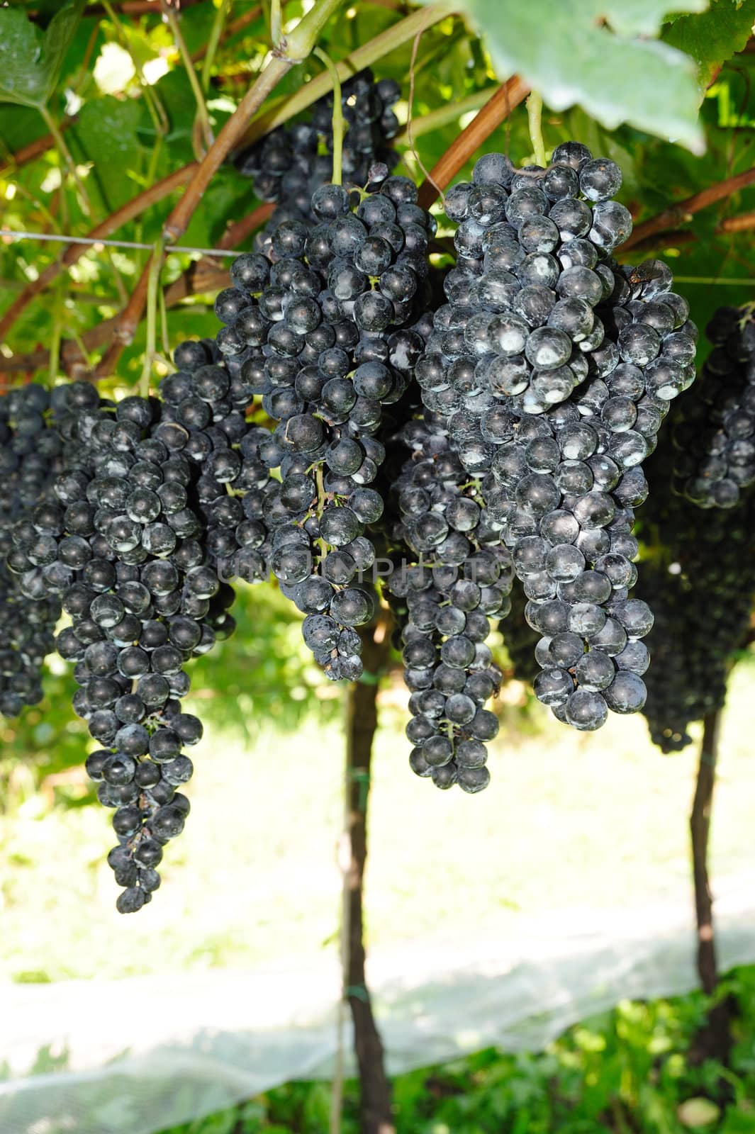 An image of blue grapes in the vineyard
