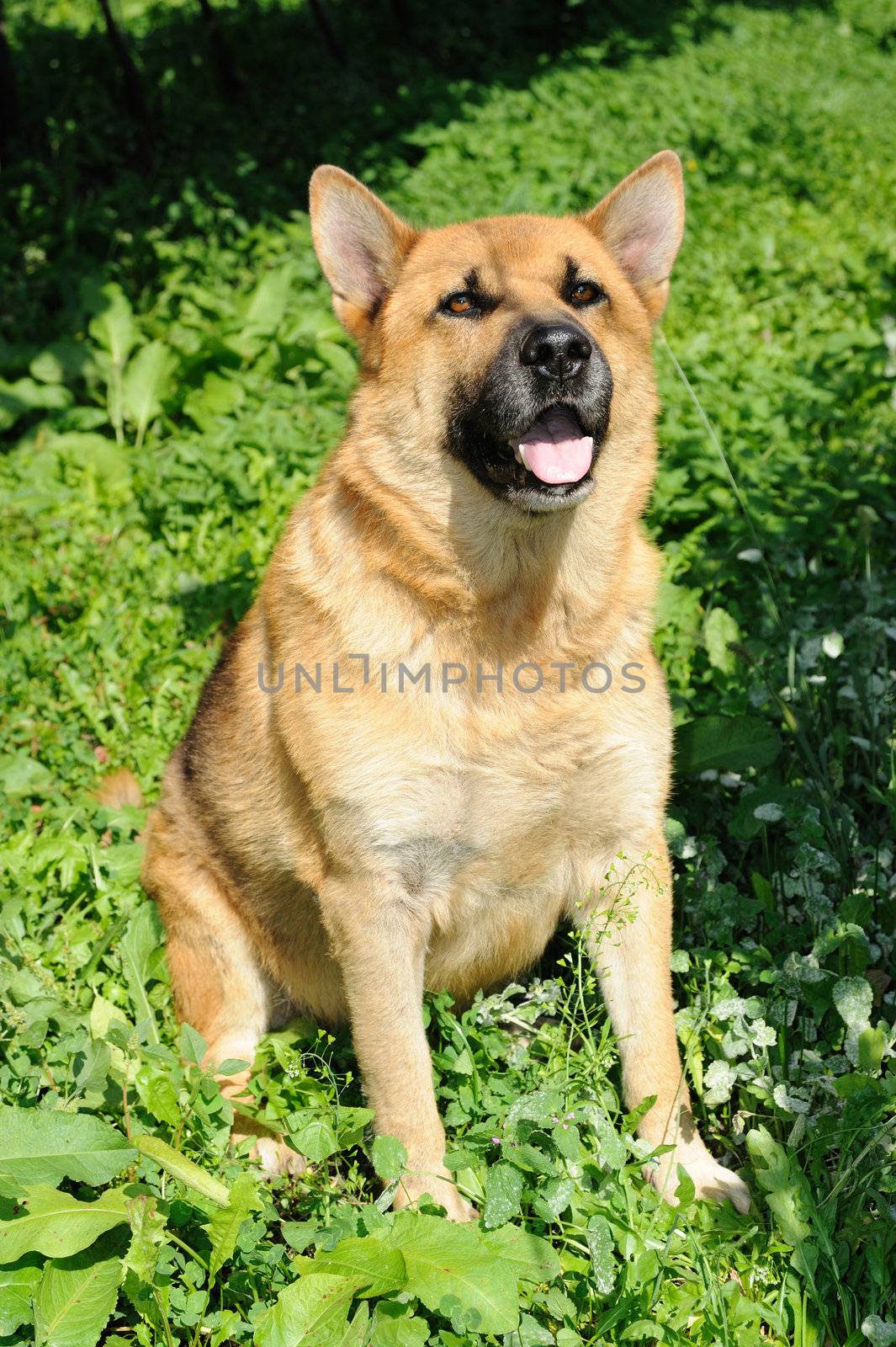 An image of shepherd dog in green garden