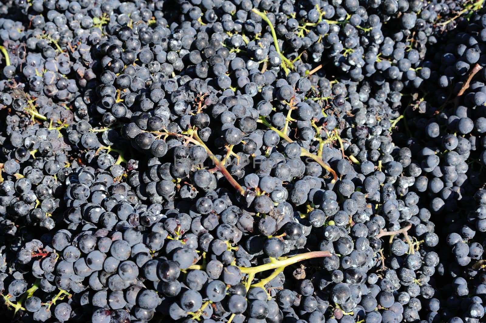 Ripe grapes by velkol
