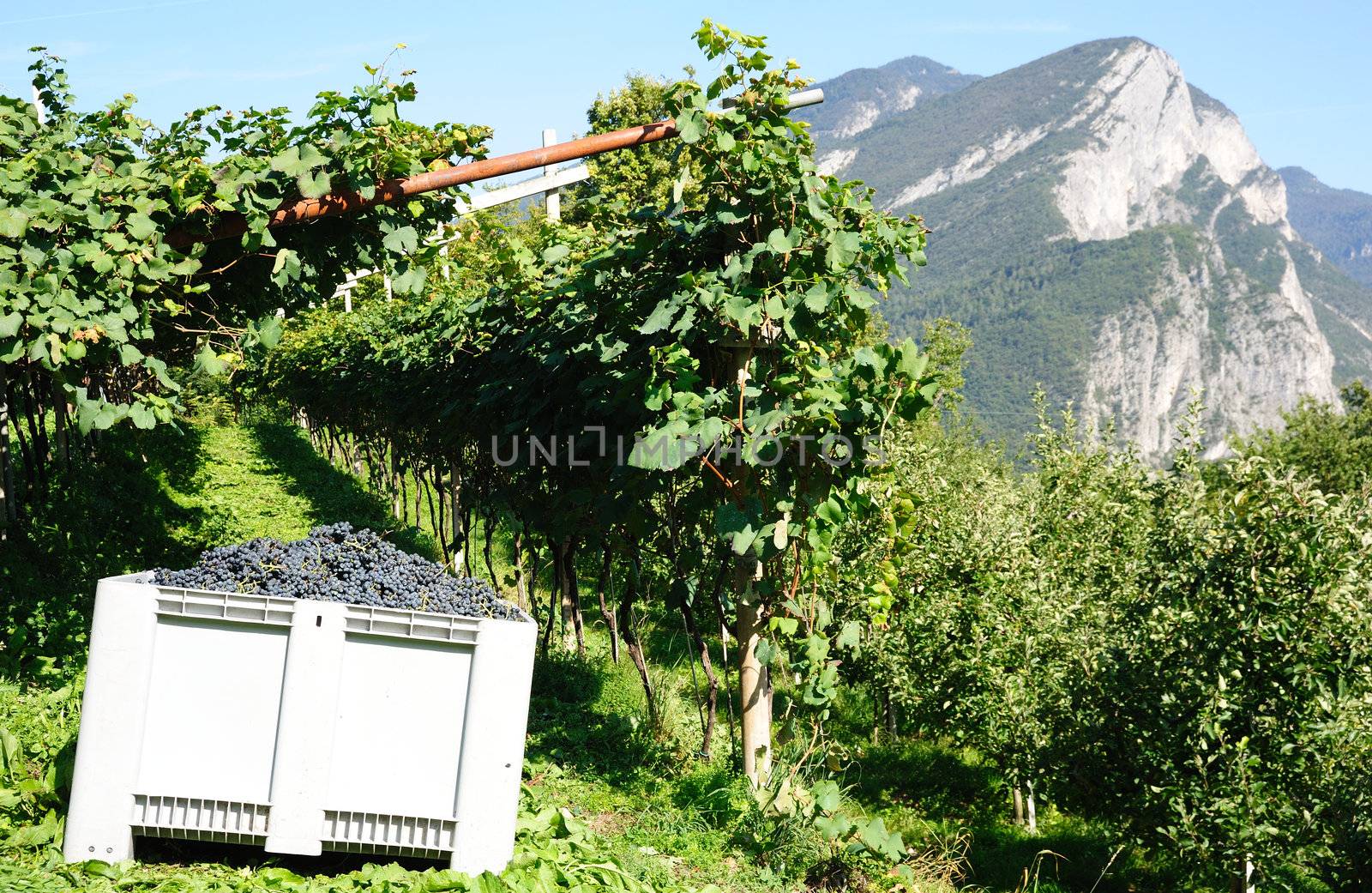 An image of a green vineyard in the mountains