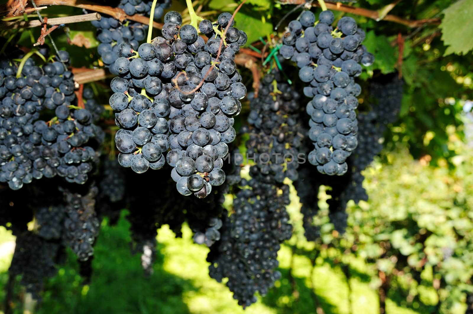 An image of fresh ripe blue grapes on a tree