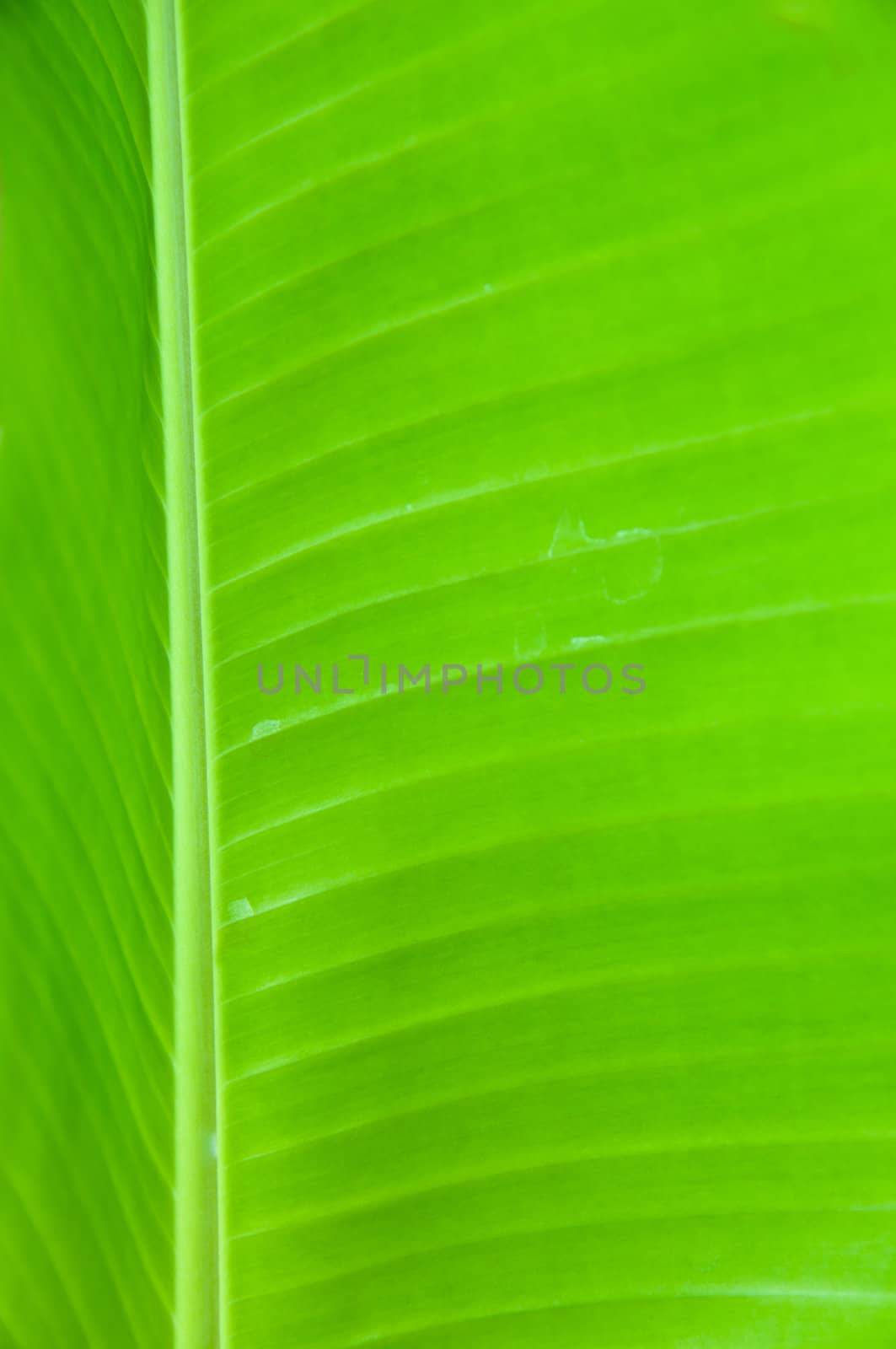 Green Banana Leaf by sayhmog