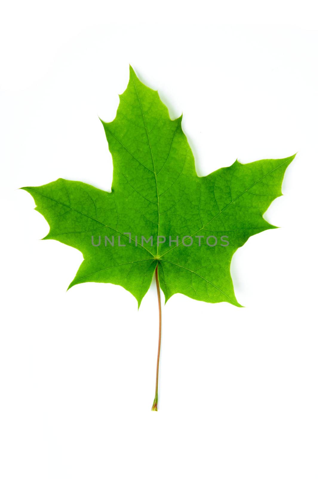 An image of fresh bright green maple leaf
