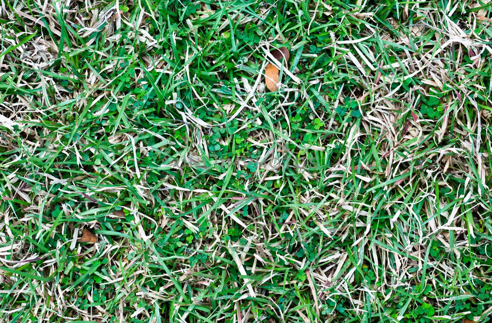 Grass pattern for background