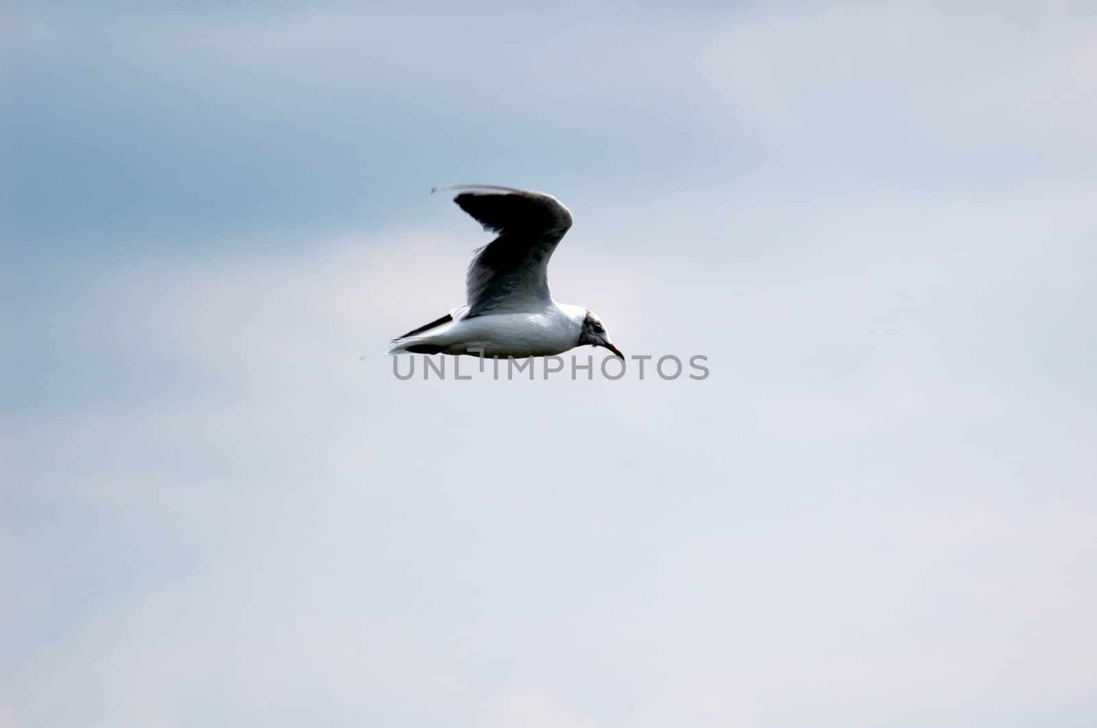 Image of seagull in a flight