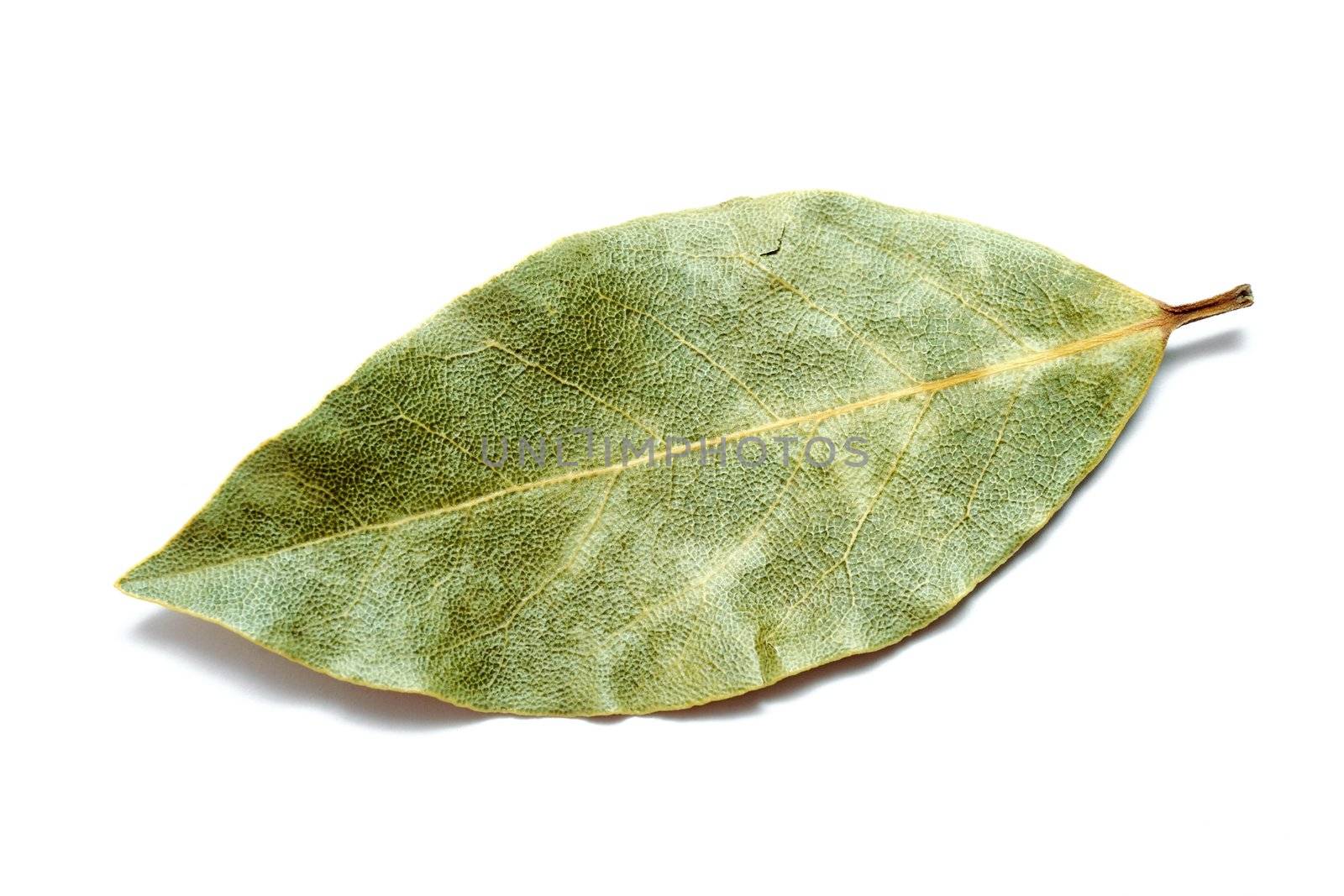 An image of a green leaf on white background