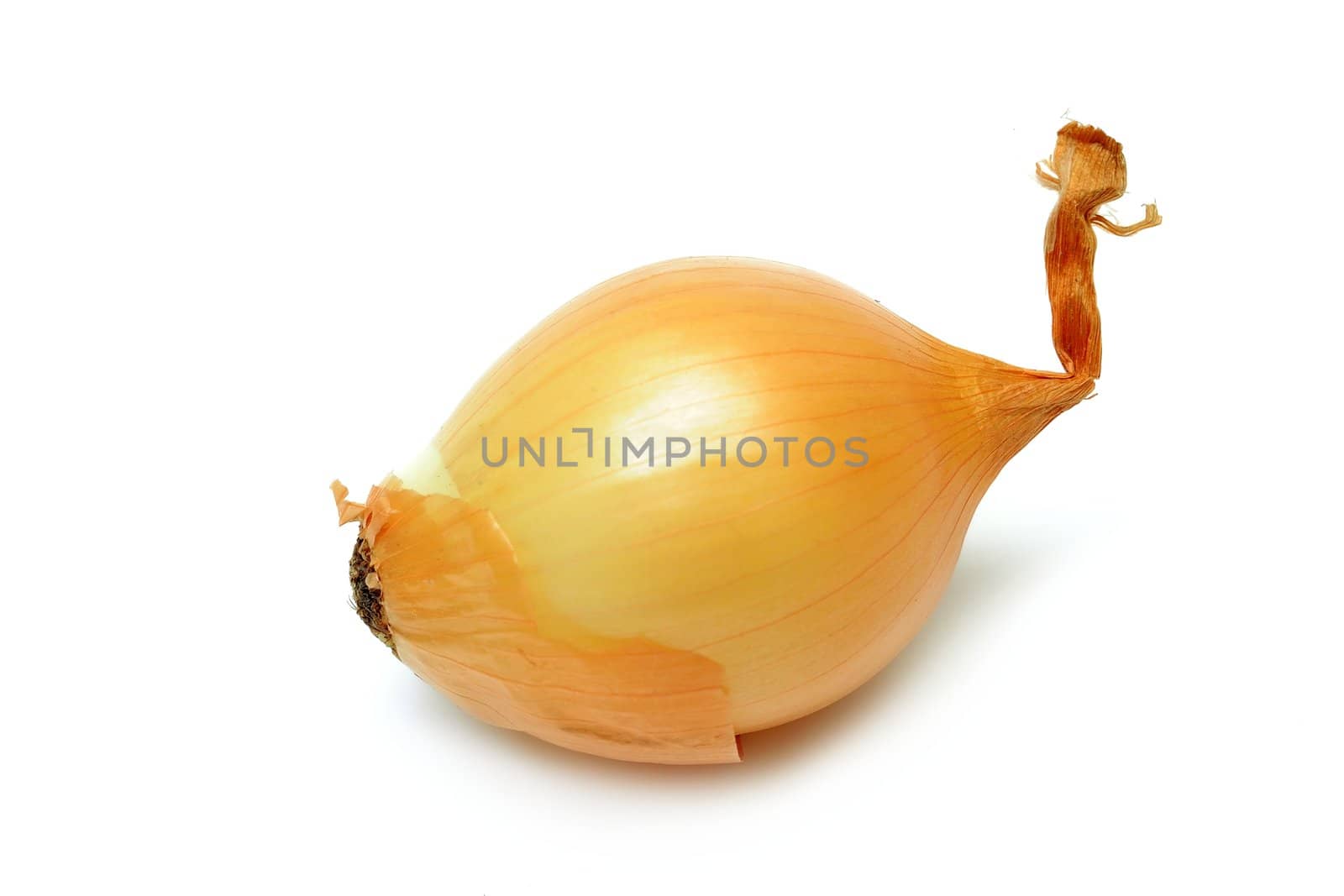 An image of an onion on white background