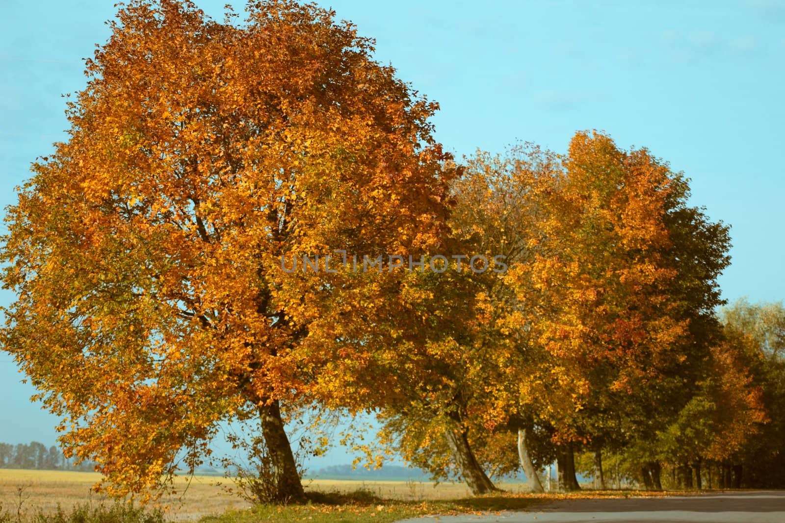 Trees near the road by velkol