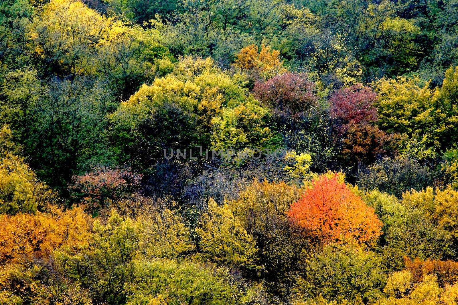 Autumn background II by velkol