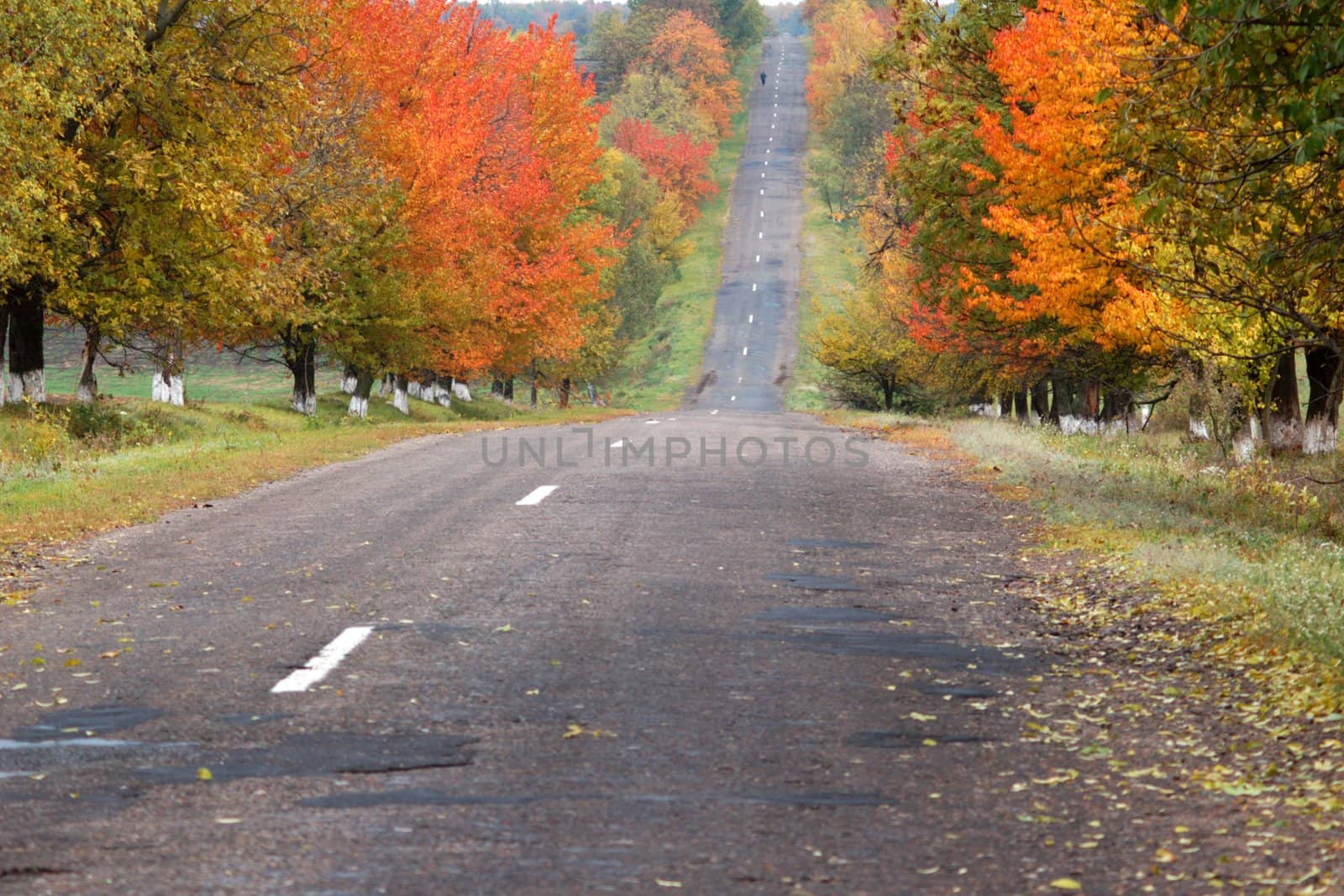 A road in autumn forest