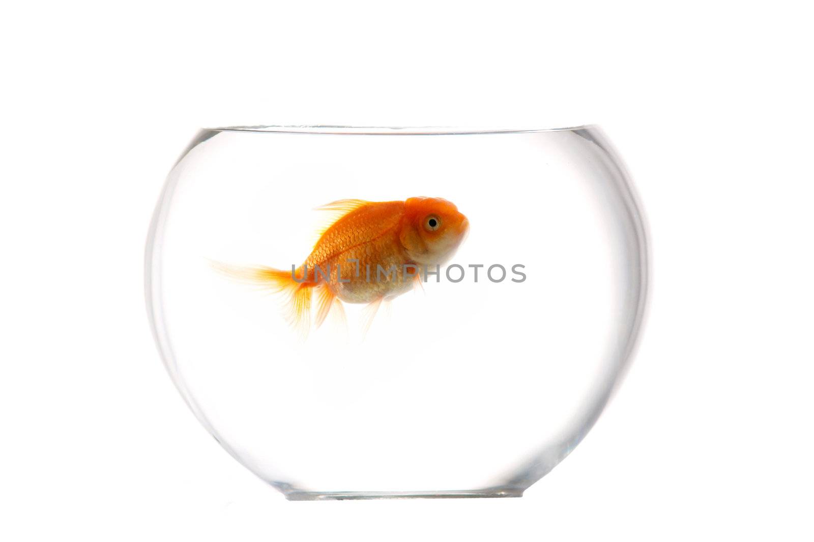 An image of gold fish in aquarium