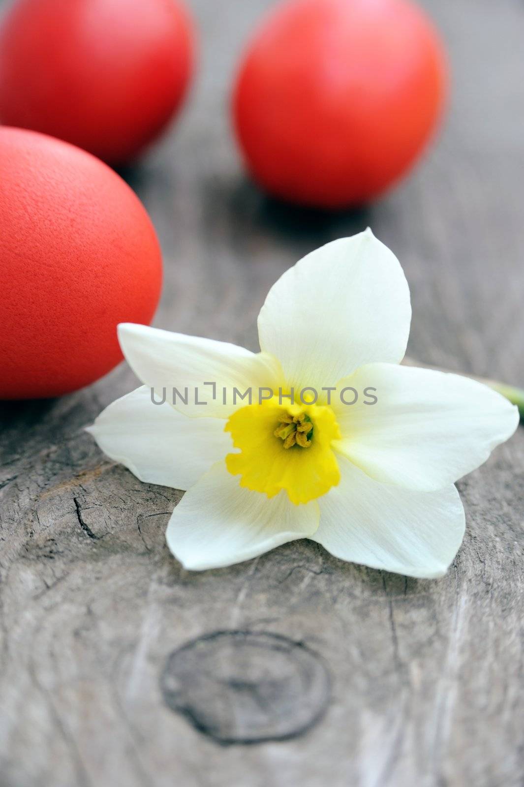 An image of purple eggs and a daffodil