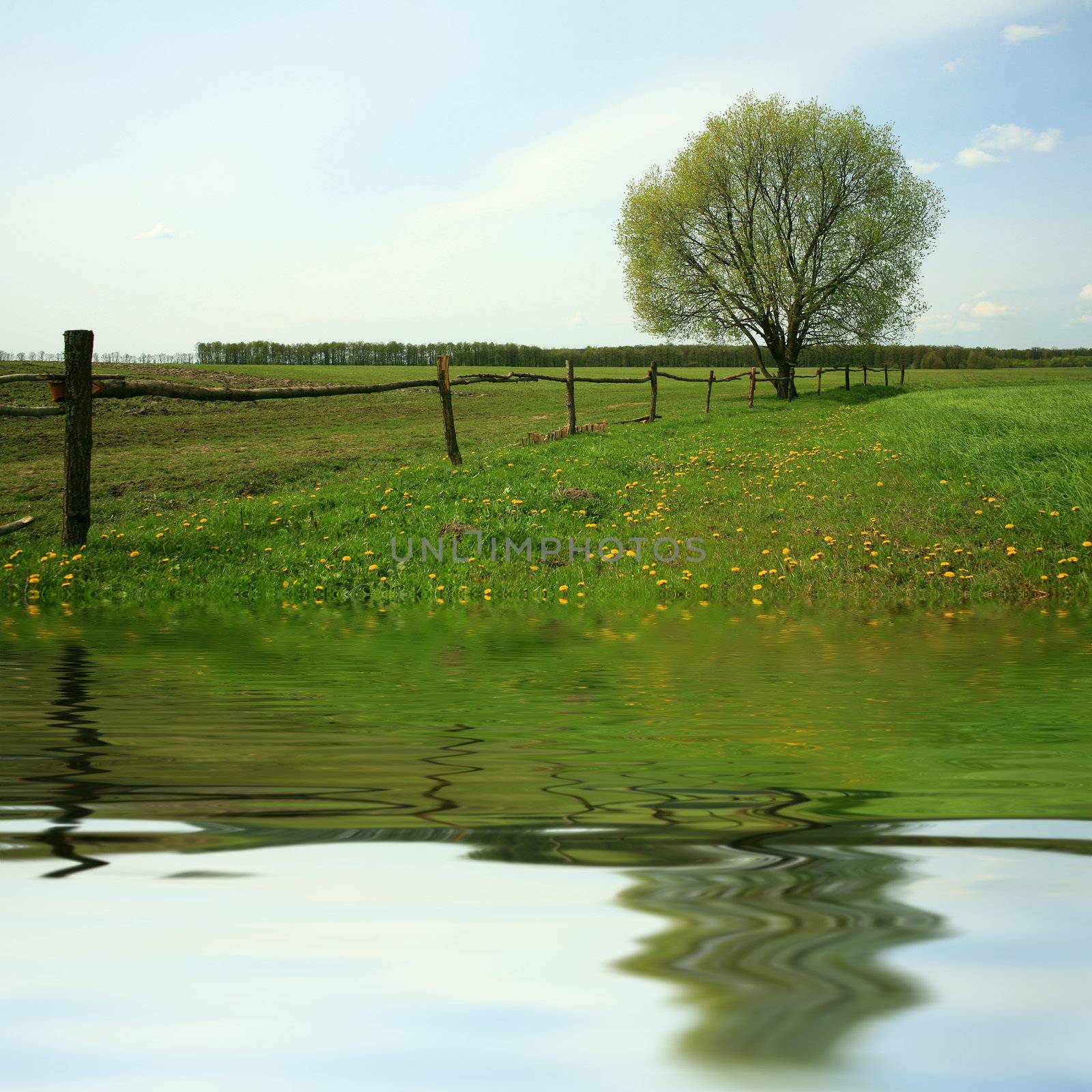 Lonely tree by velkol