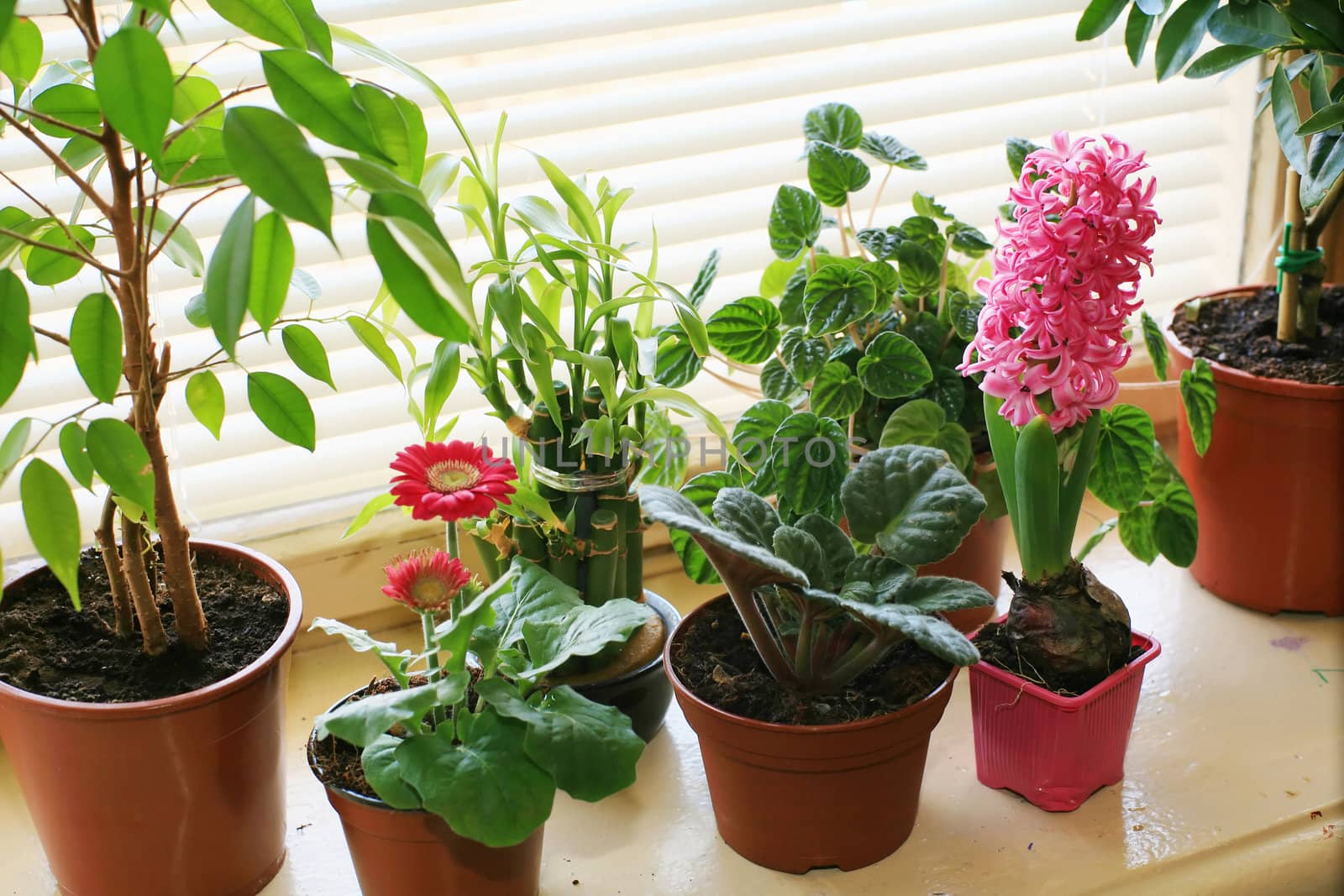 An image of green plants on the sill