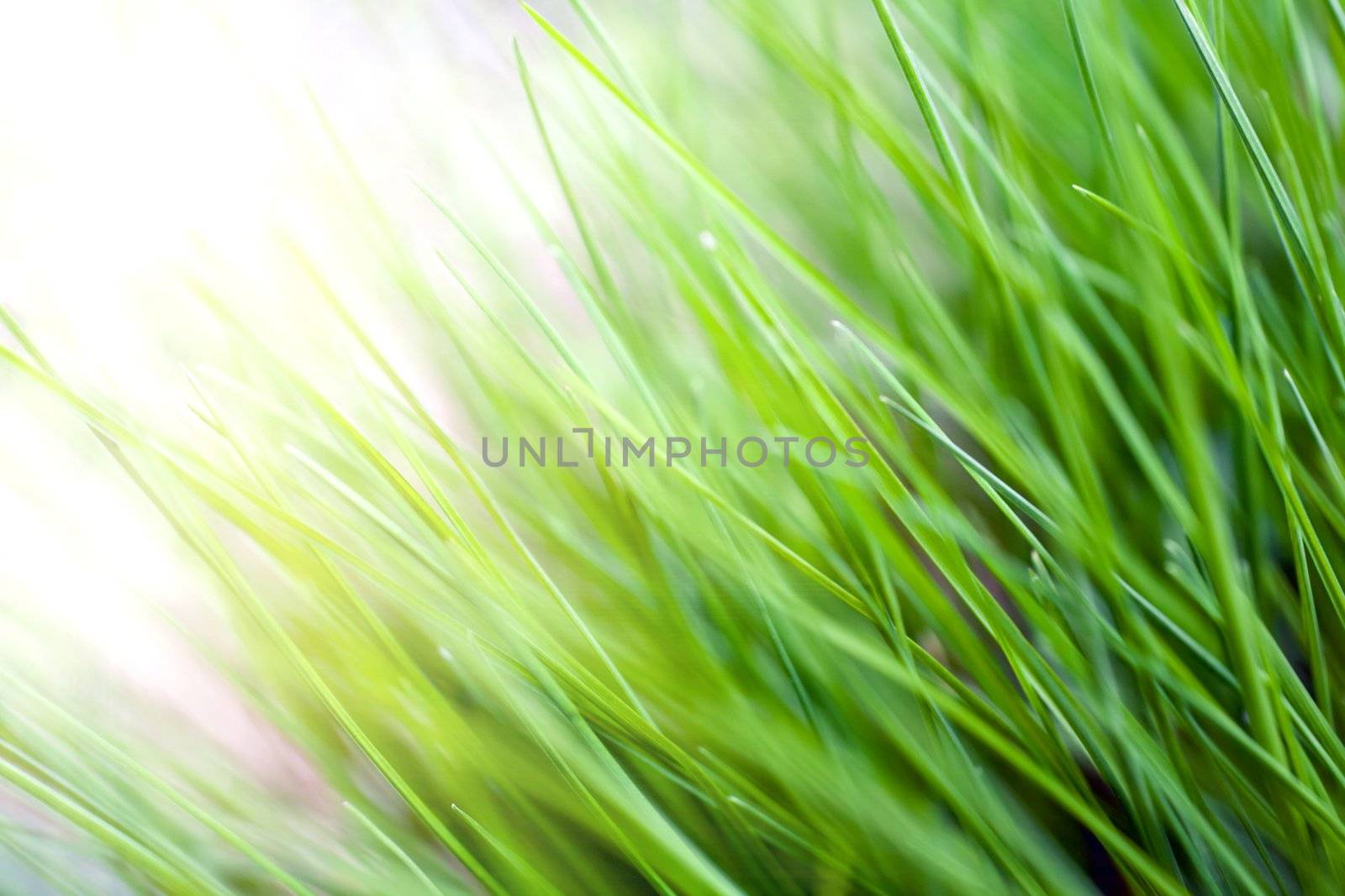 An image of lush green grass close-up