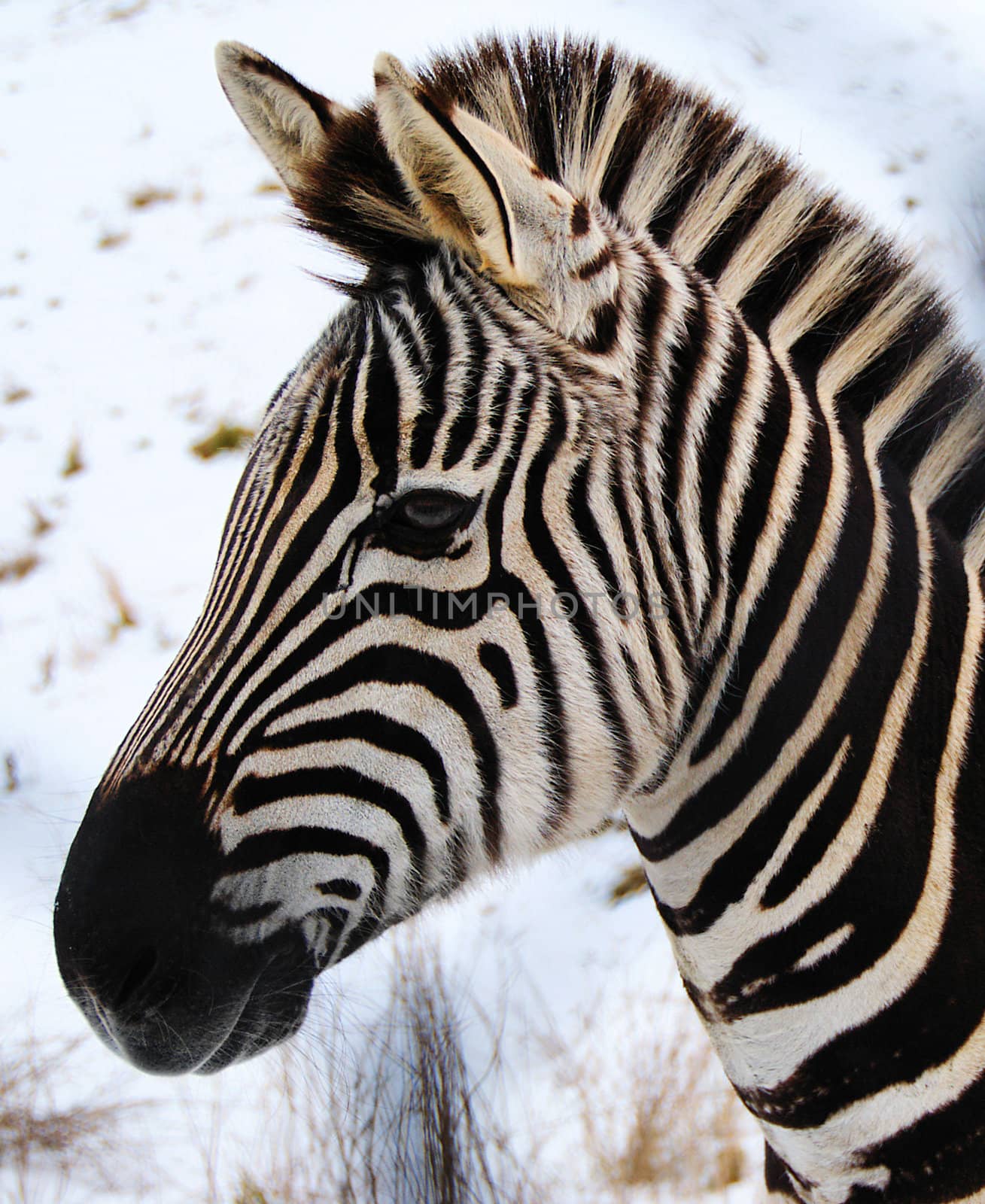 Zebra by Jez22