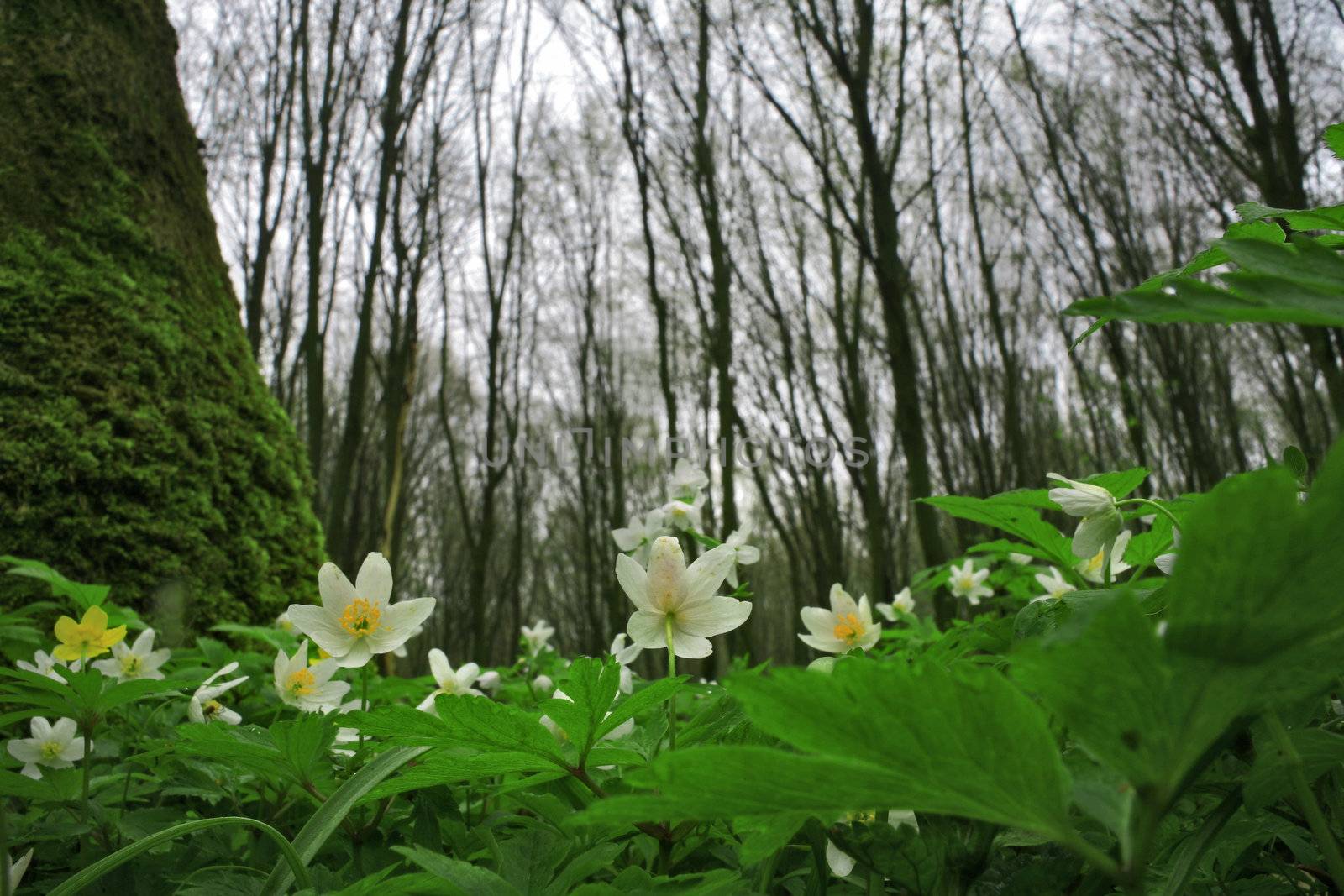 White spring flowers in the forest