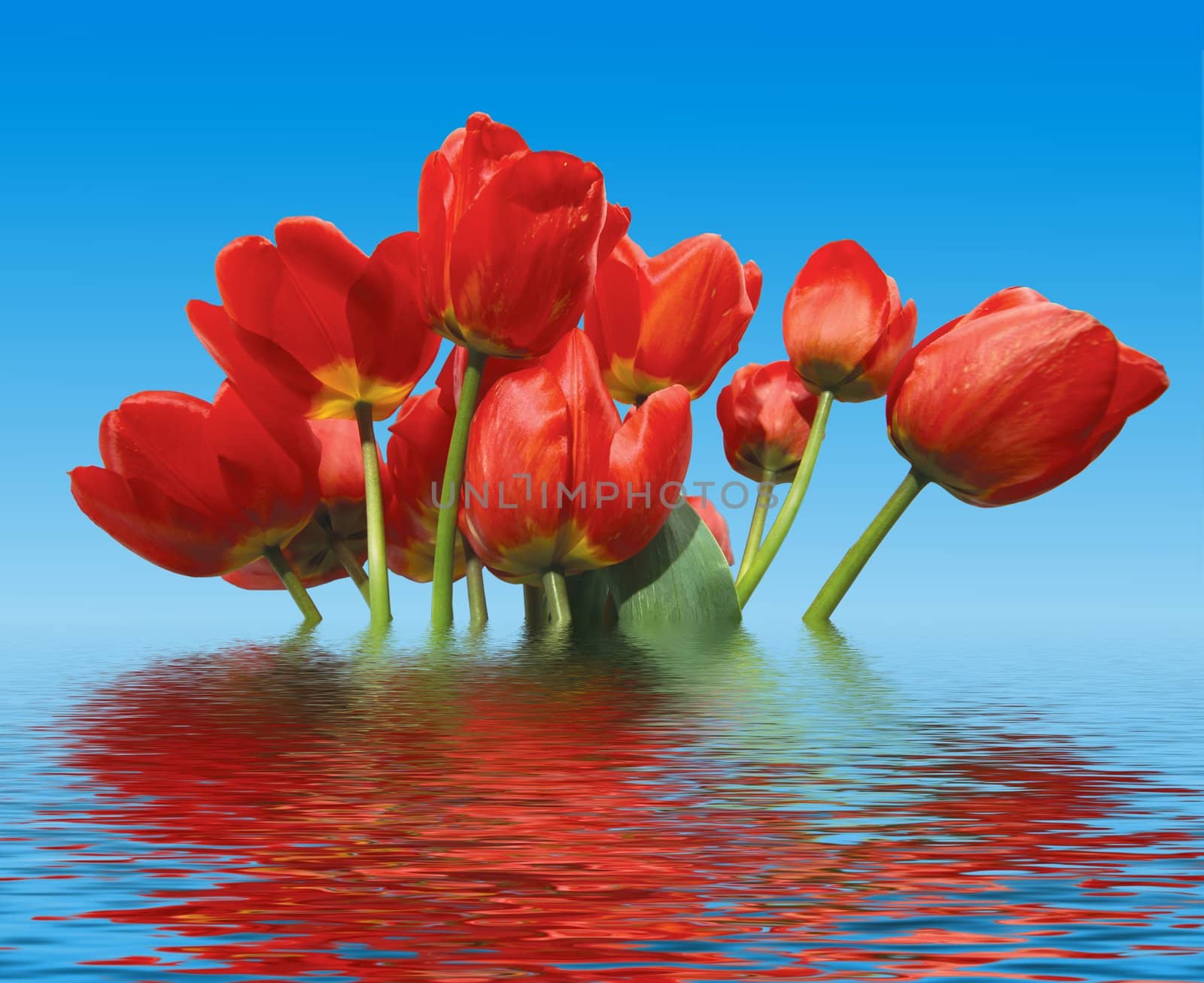 An image of nice red tulips in water