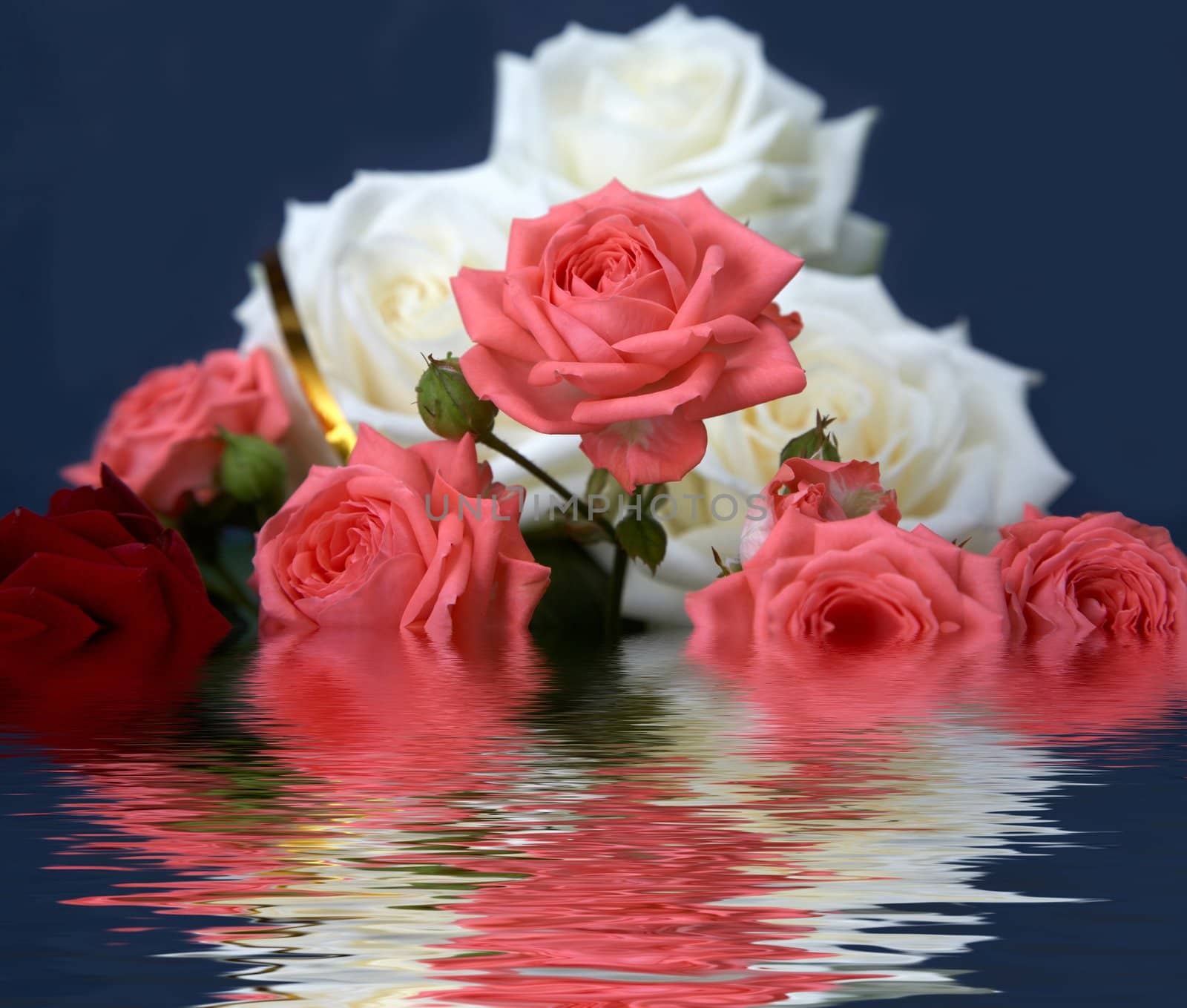 An image of pink and white roses in water