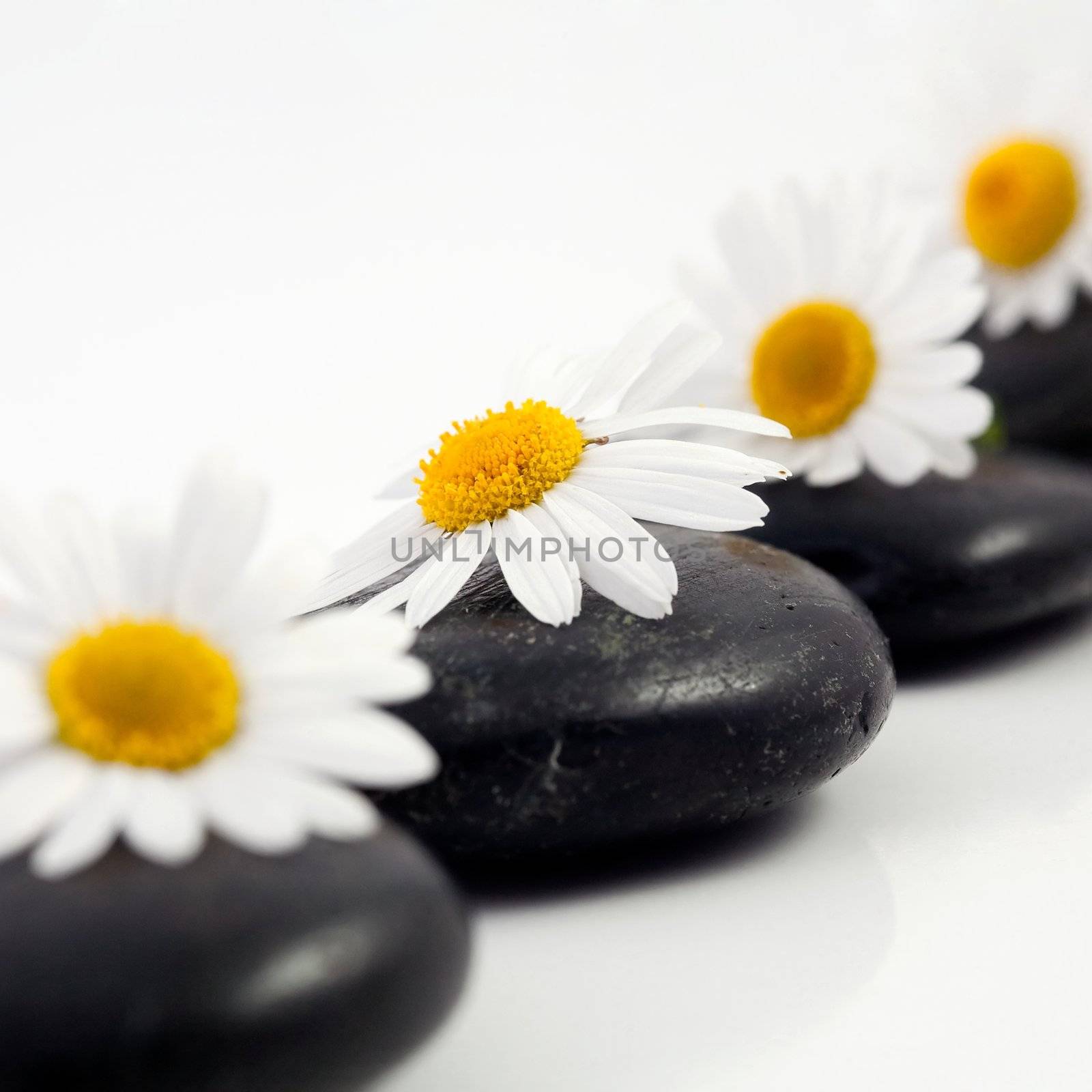 An image of white flowers on black stones