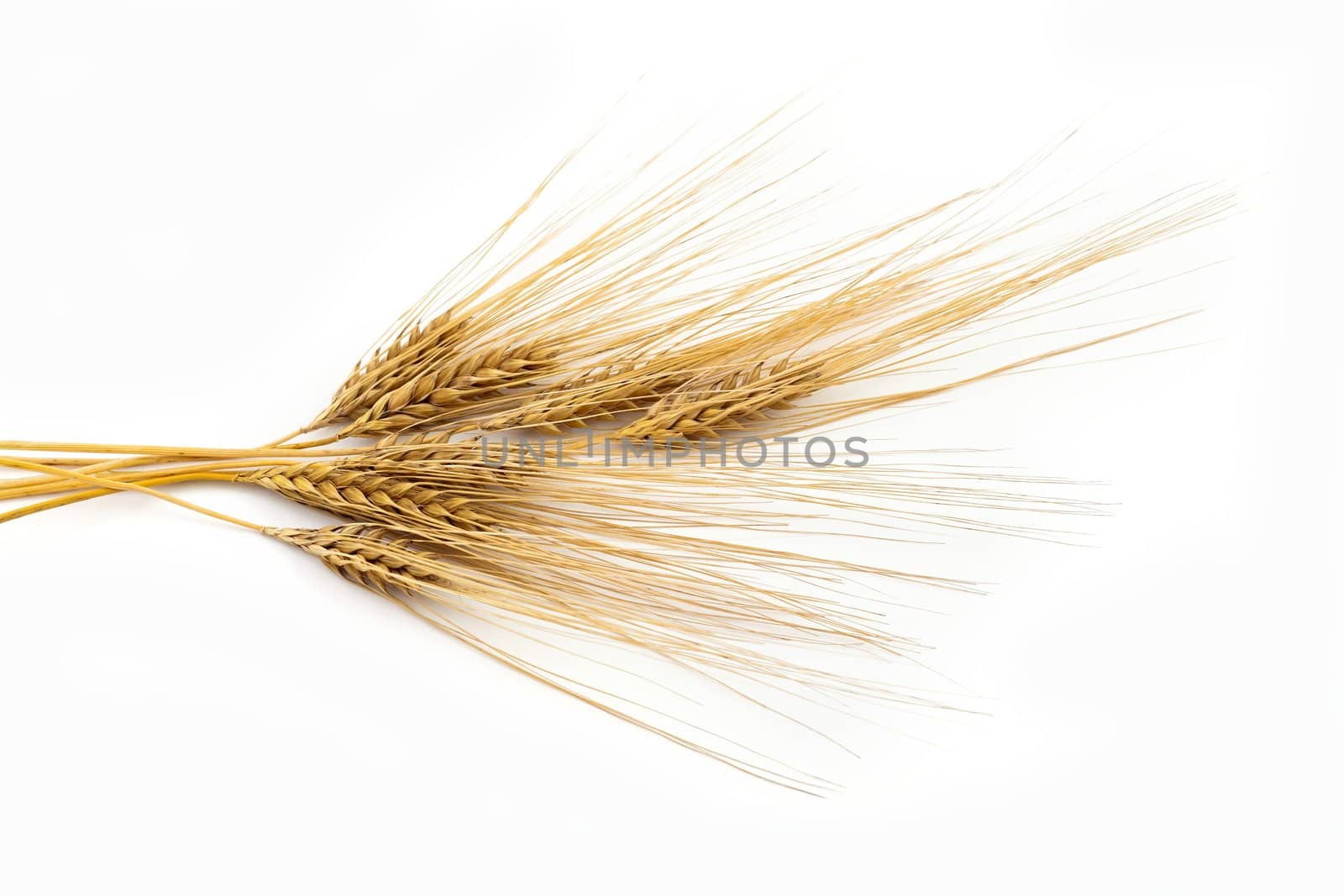 An image of a bunch of yellow ears of barley