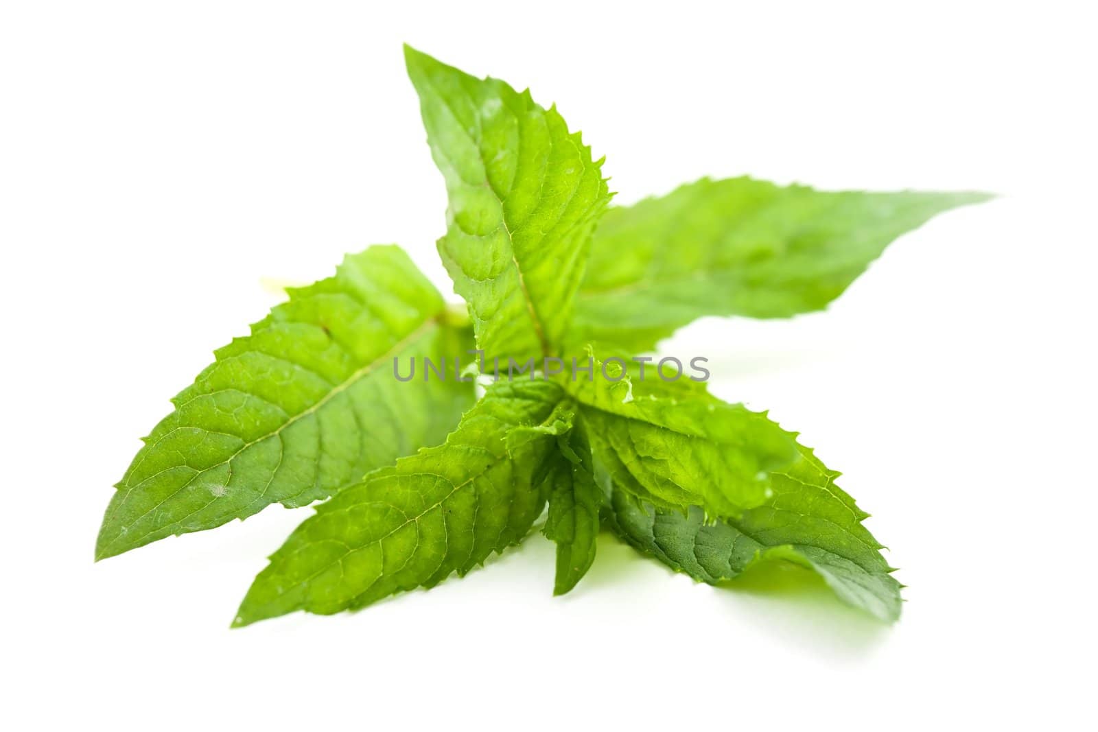 An image of a little twig of green mint