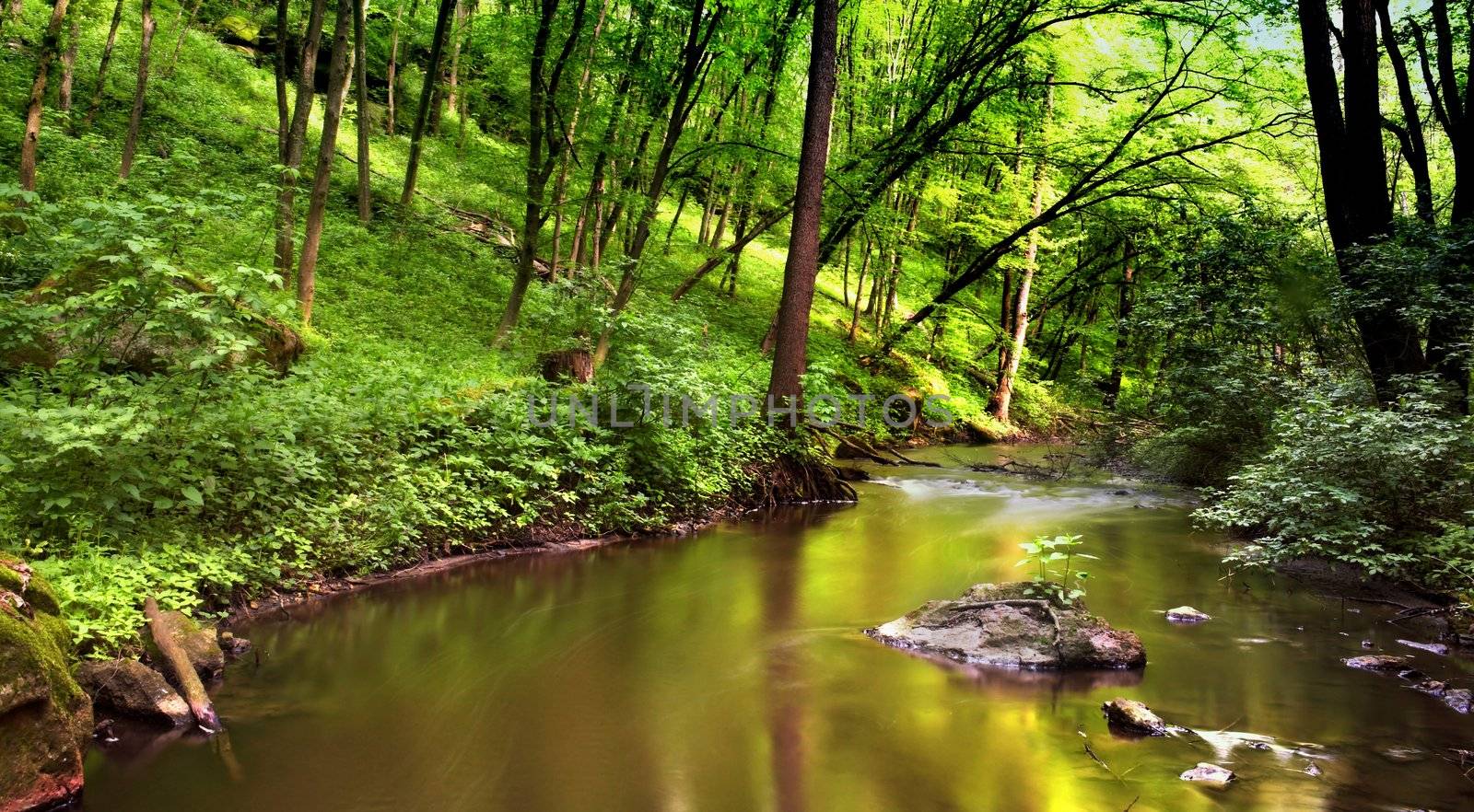 An image of a river in spring forest