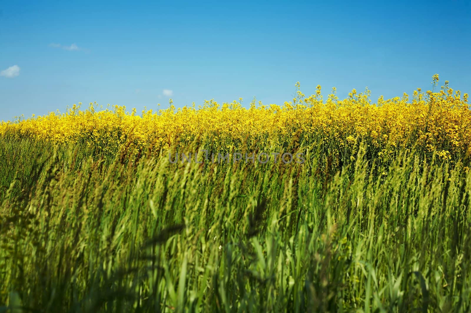 An image of yellow field of rape