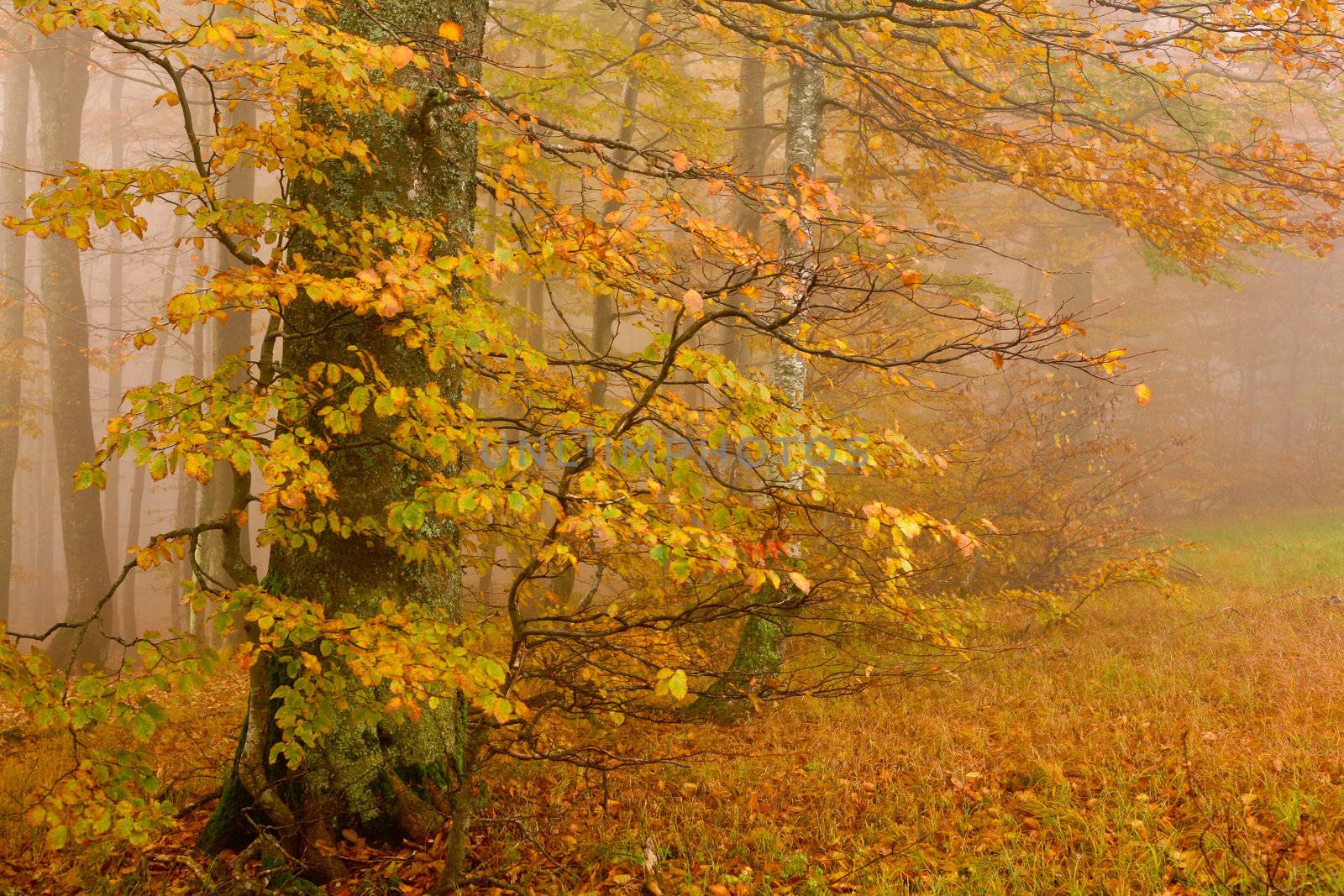 An image of yellow trees in autumn forest