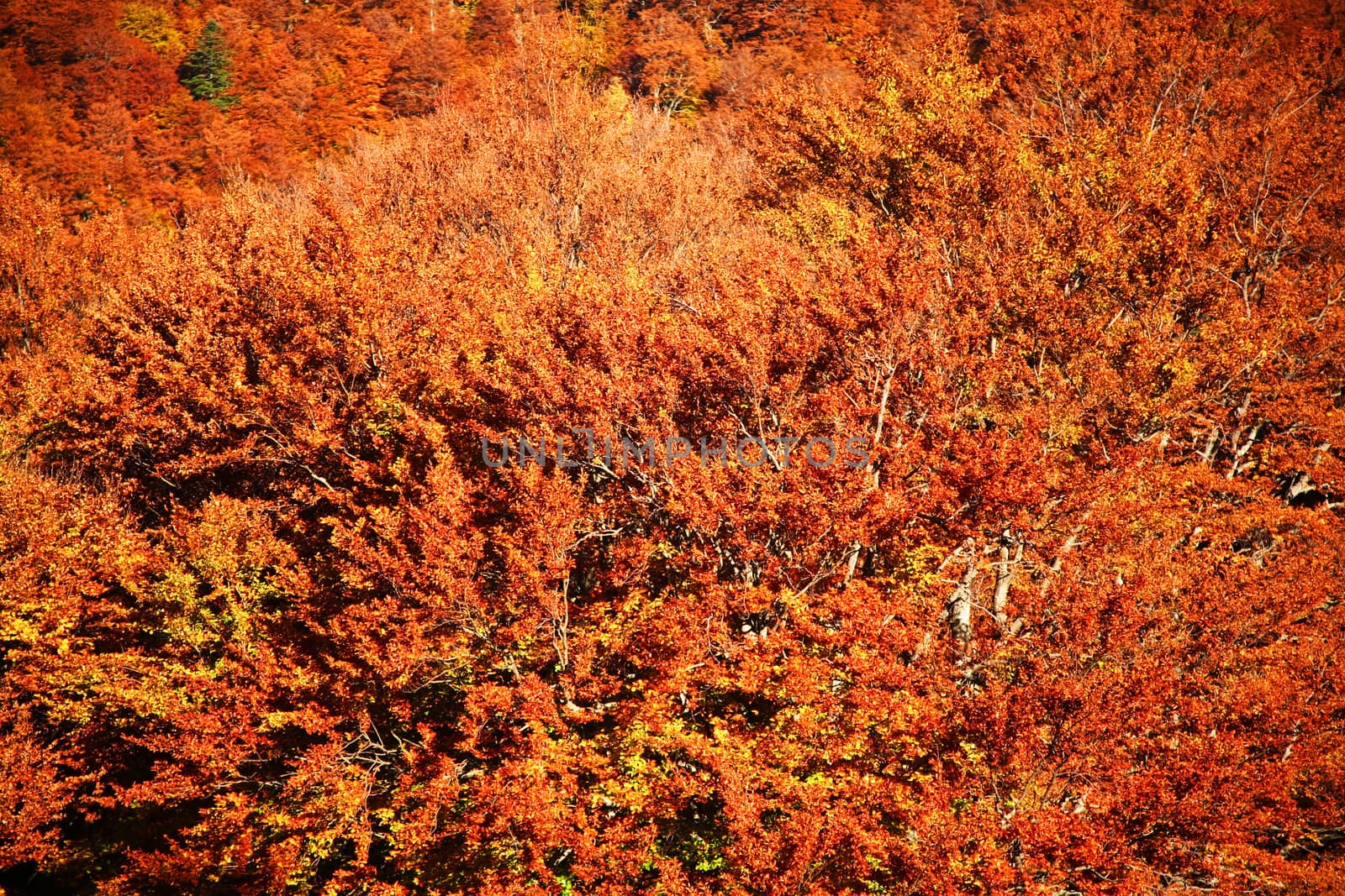 An background of yellow leaves. Autumn theme