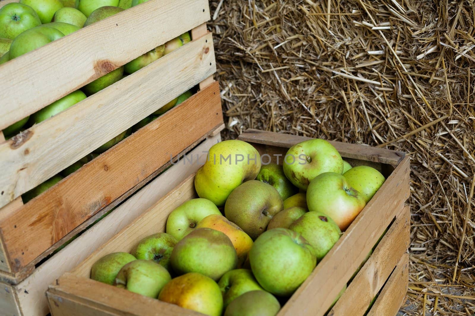 An image of a crop of green apples