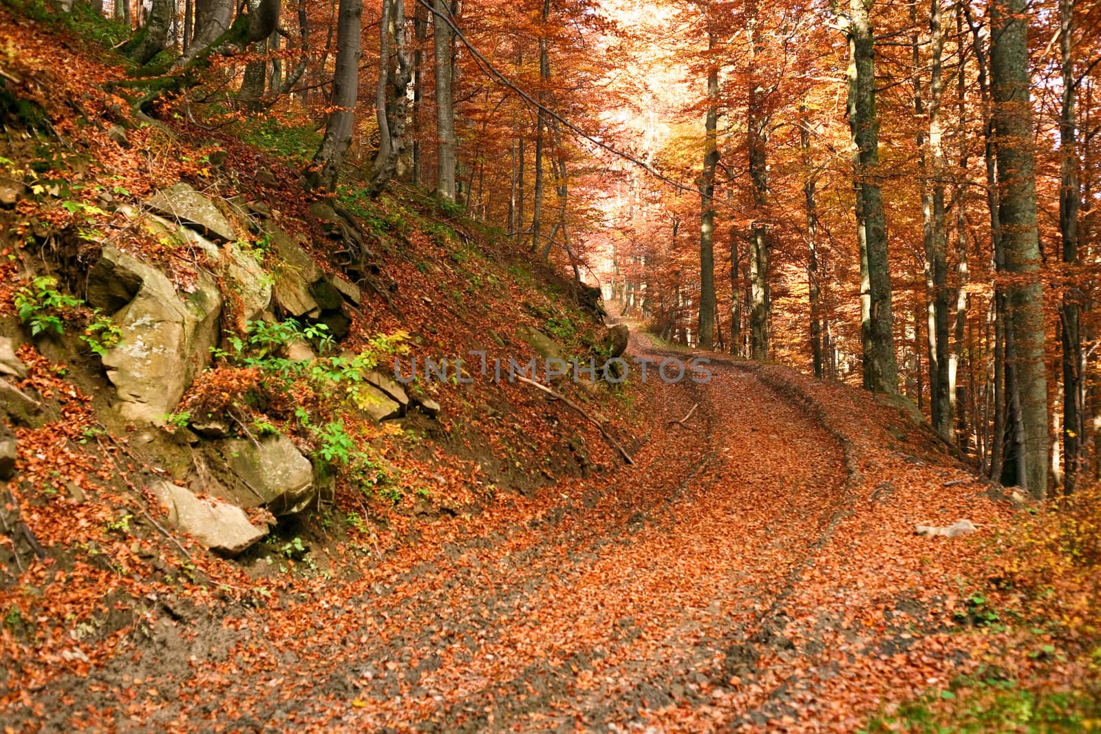 Road in yellow forest by velkol