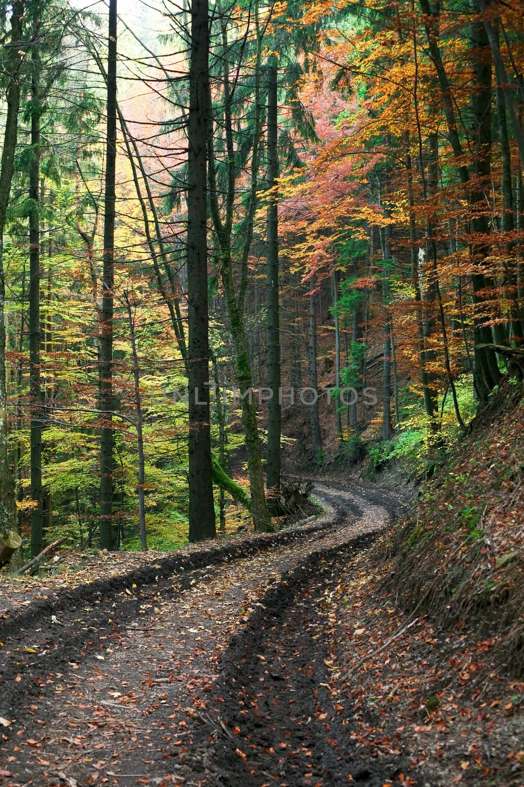 An image of lane in autumn forest