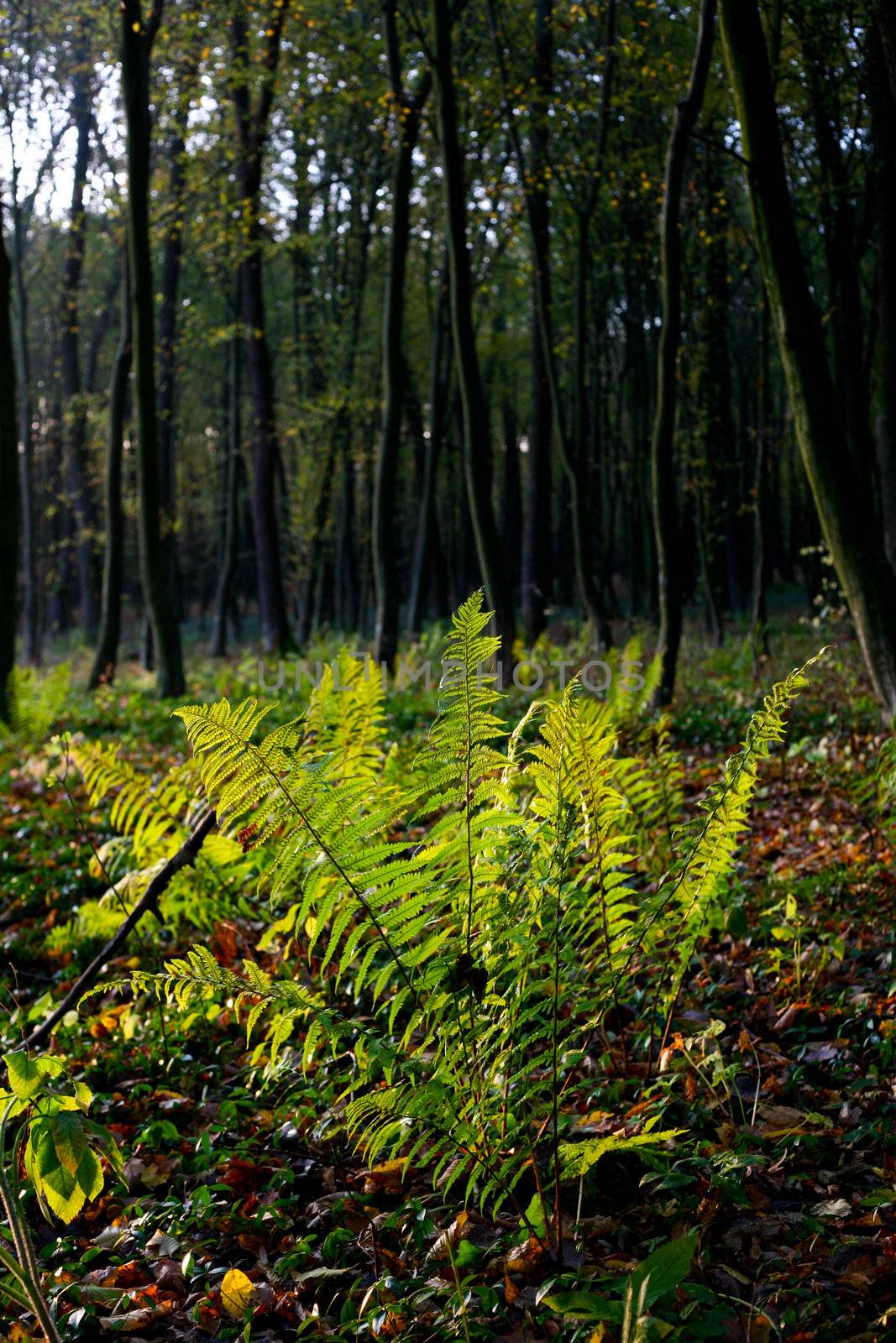 Fern in an autumn forest close up