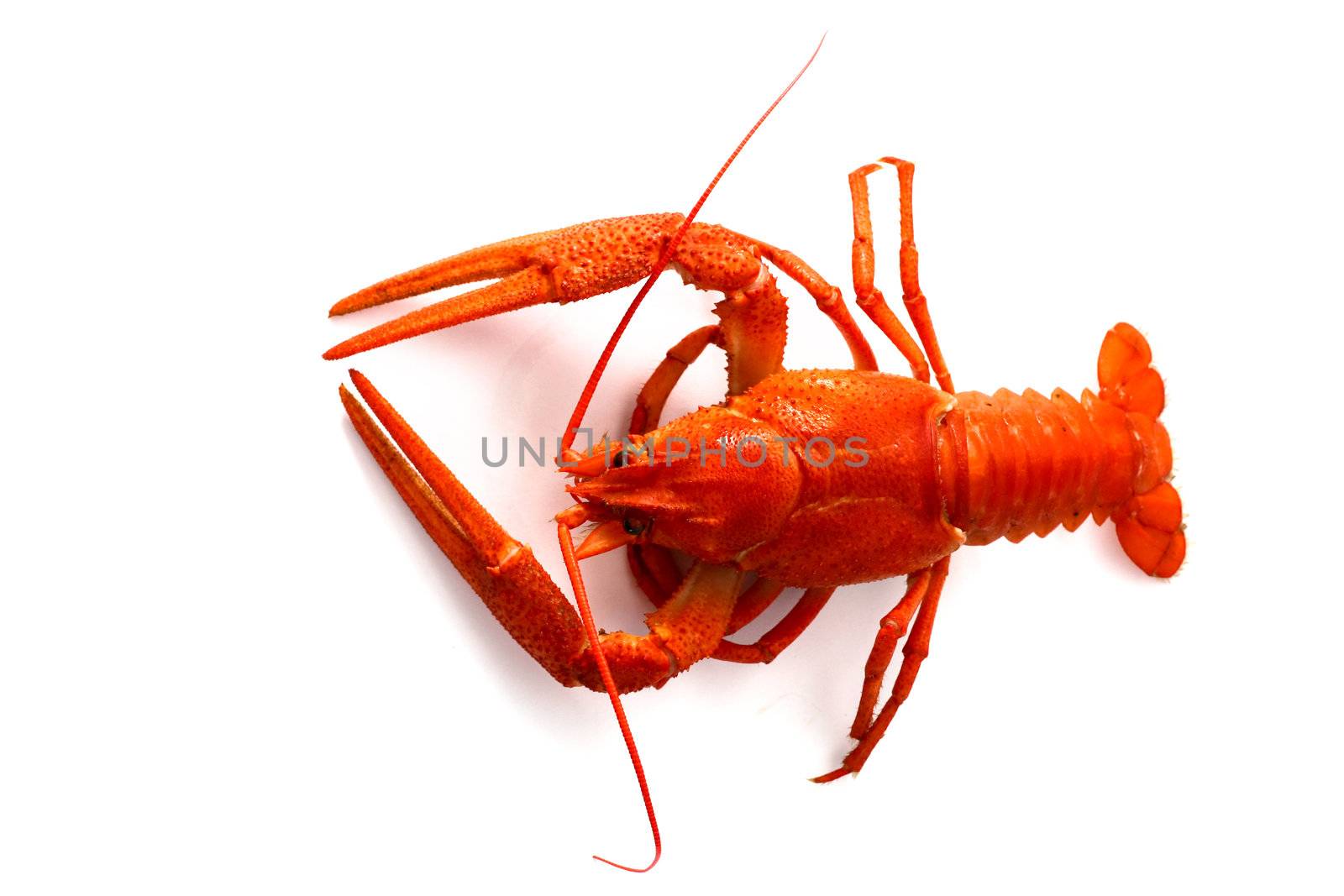 An image of cooked red lobster over white