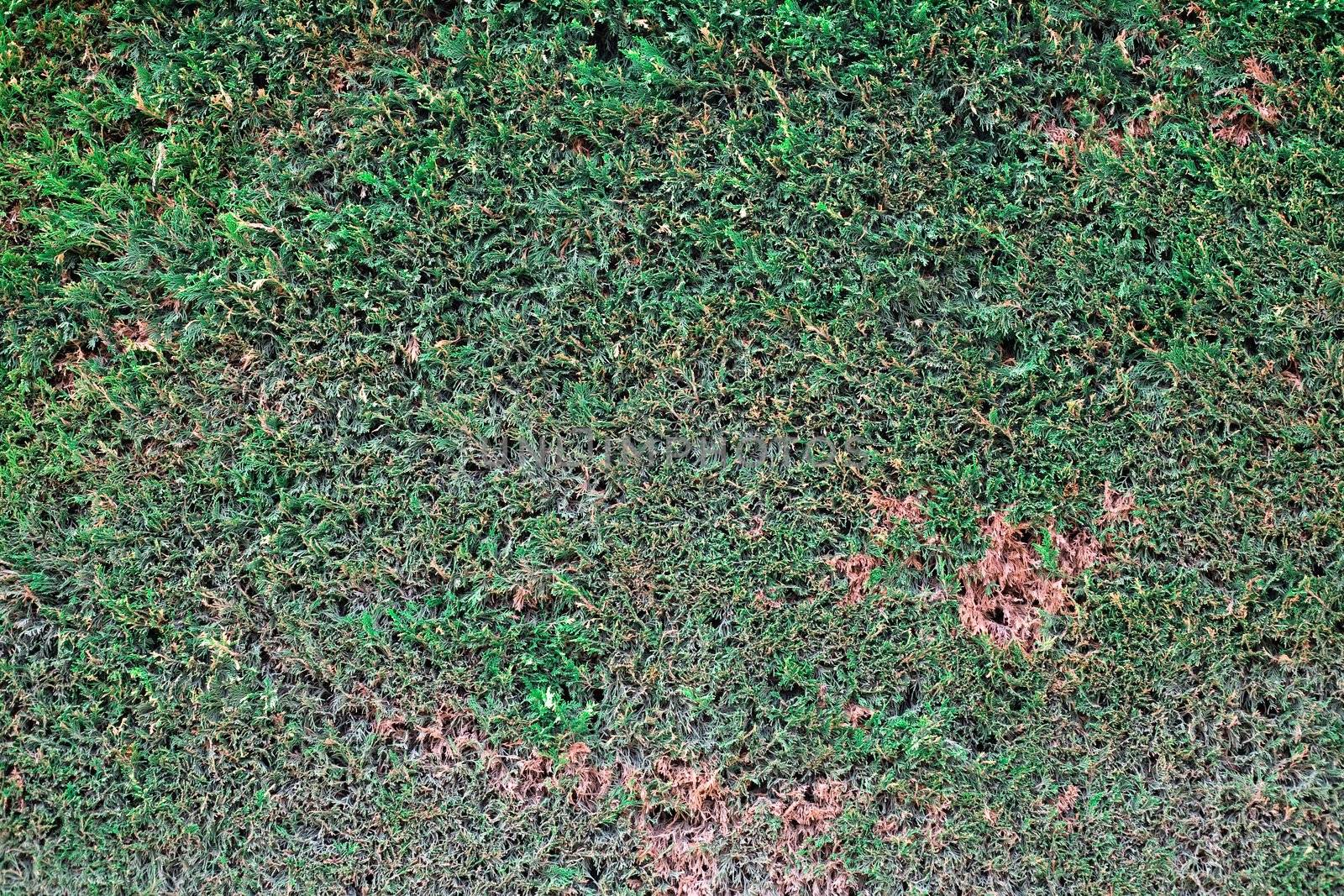 An image of green background of sod