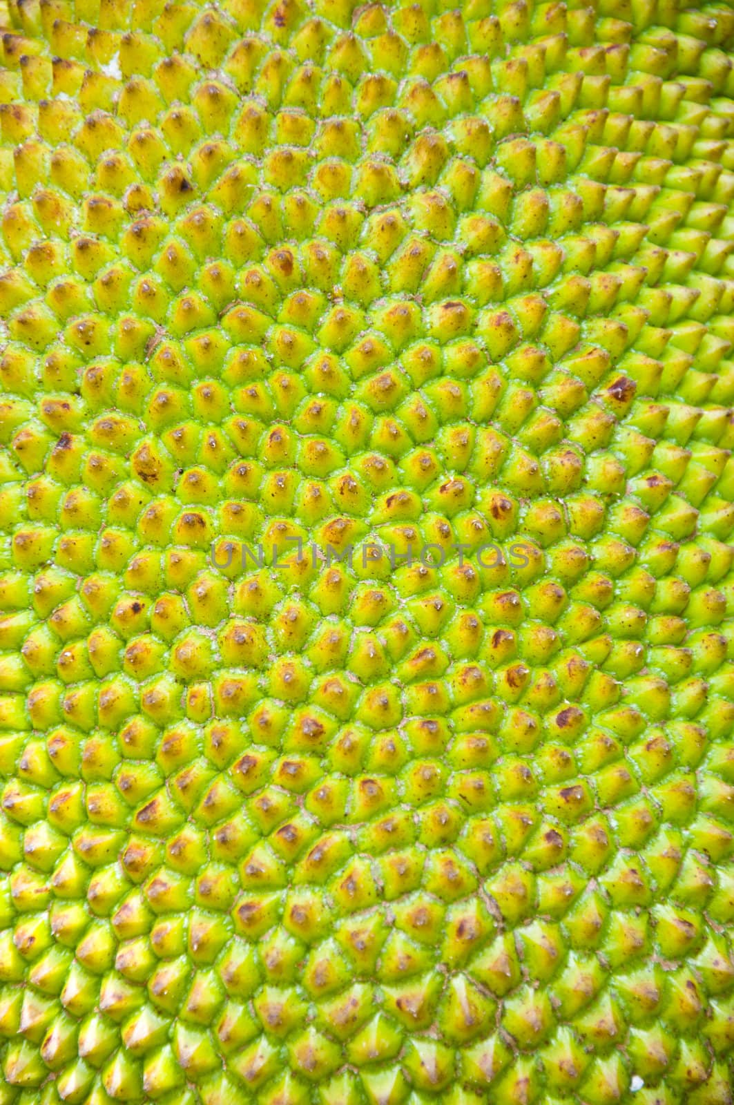 Jackfruit Texture Background by sayhmog