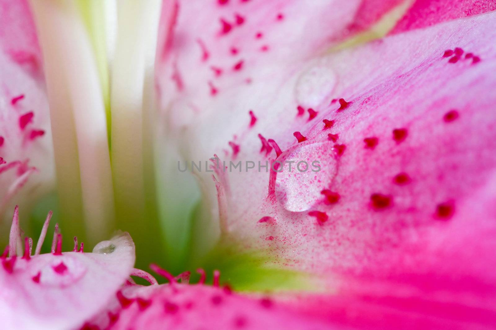 Abstract background of flower: image of petal closeup with water drop