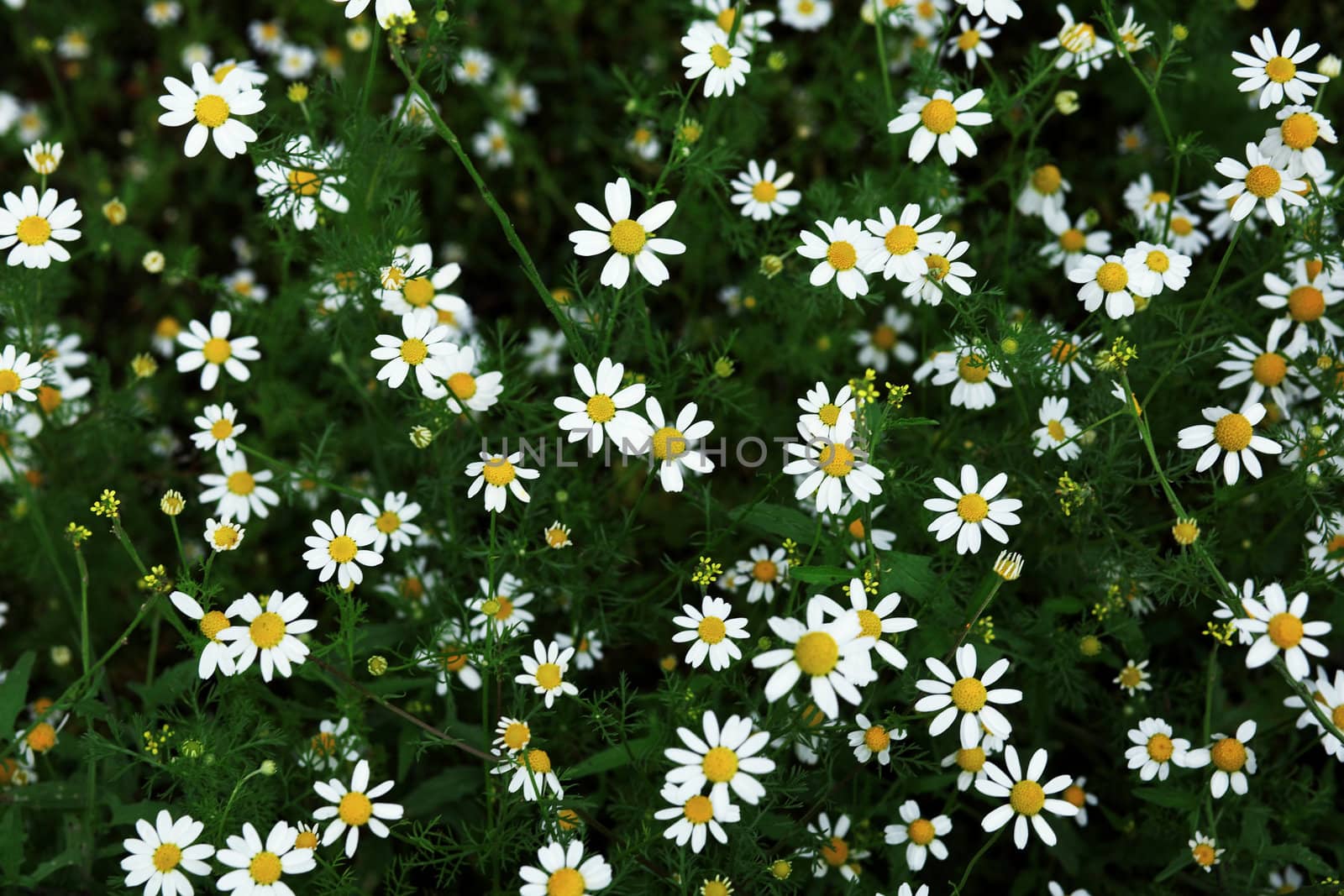 An image of many small flowers on a green floor