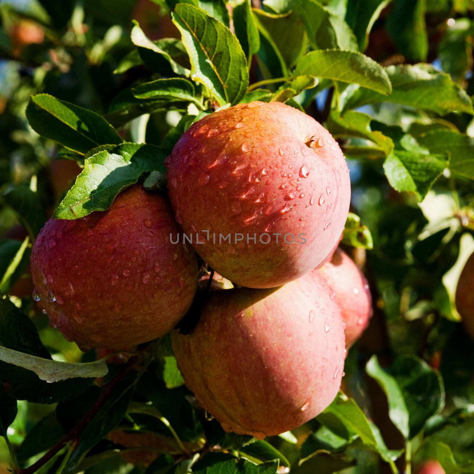 Ripe apples by velkol