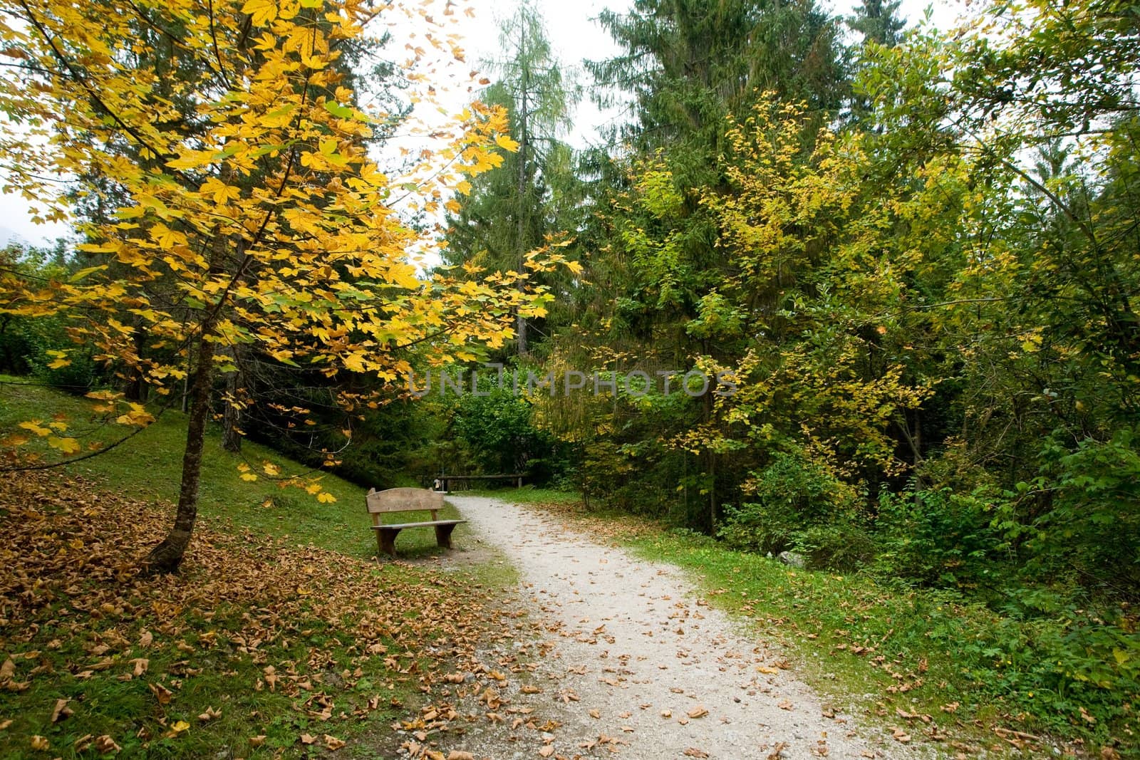 An image of a bench in the park