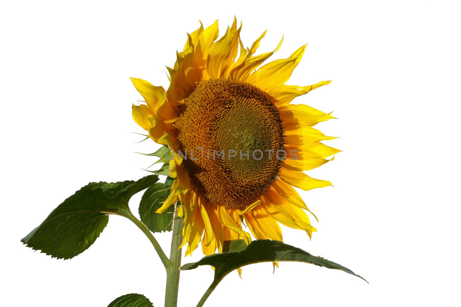 An image of sunflower. Isolated on white.