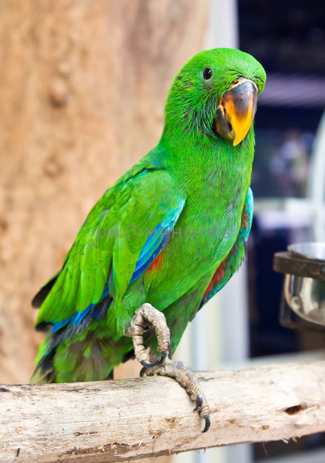 eclectus parrot by tungphoto
