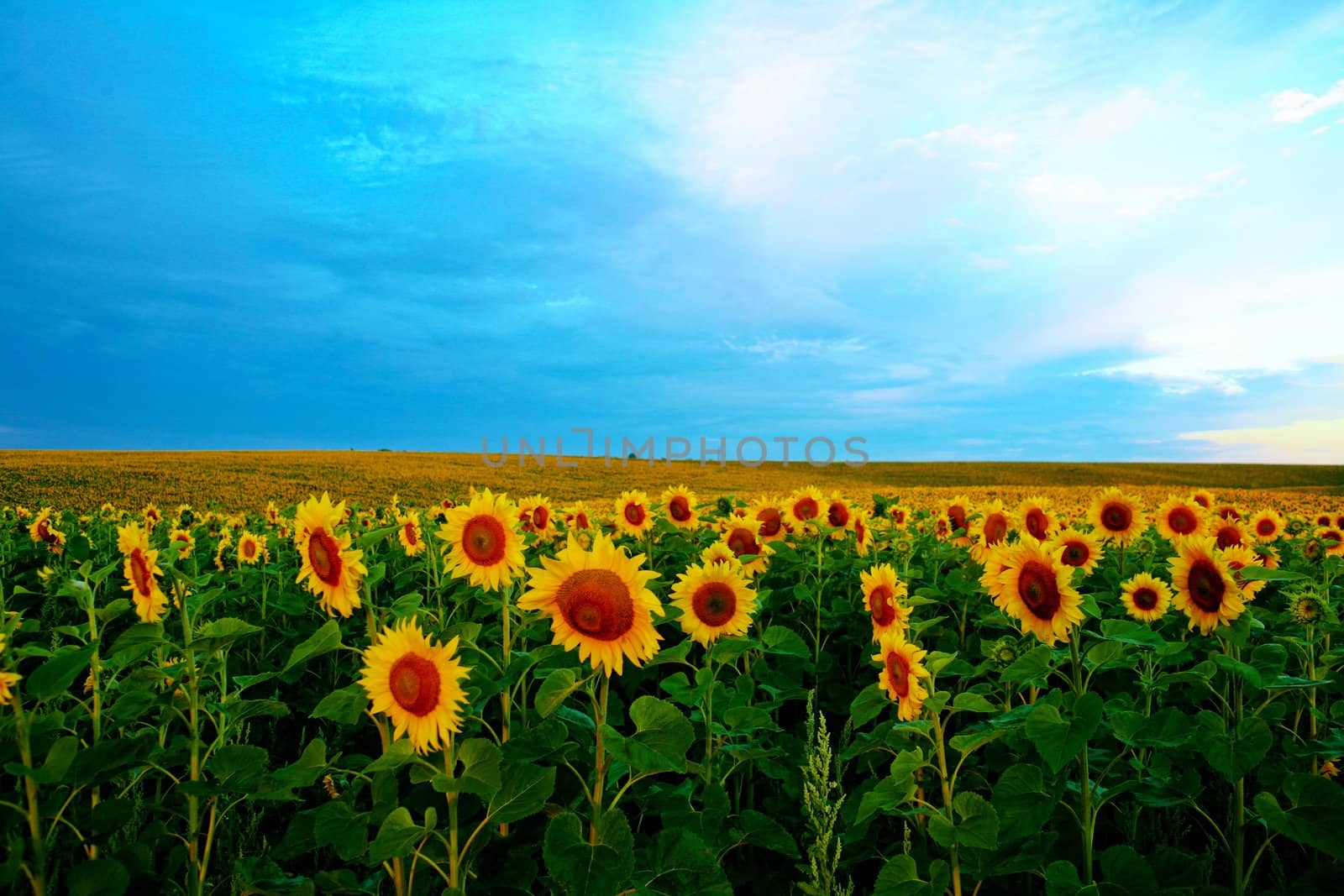 An image of a field of sunflowers