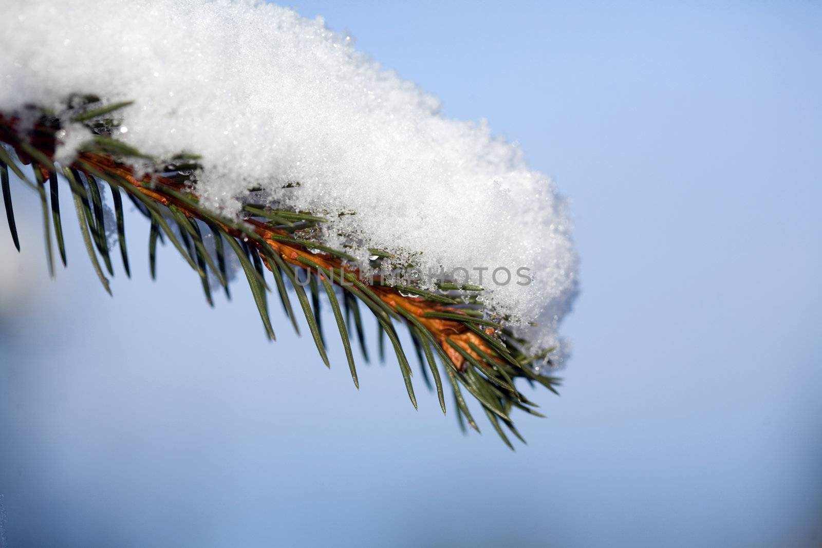 An image of green firtree branch covered with snow