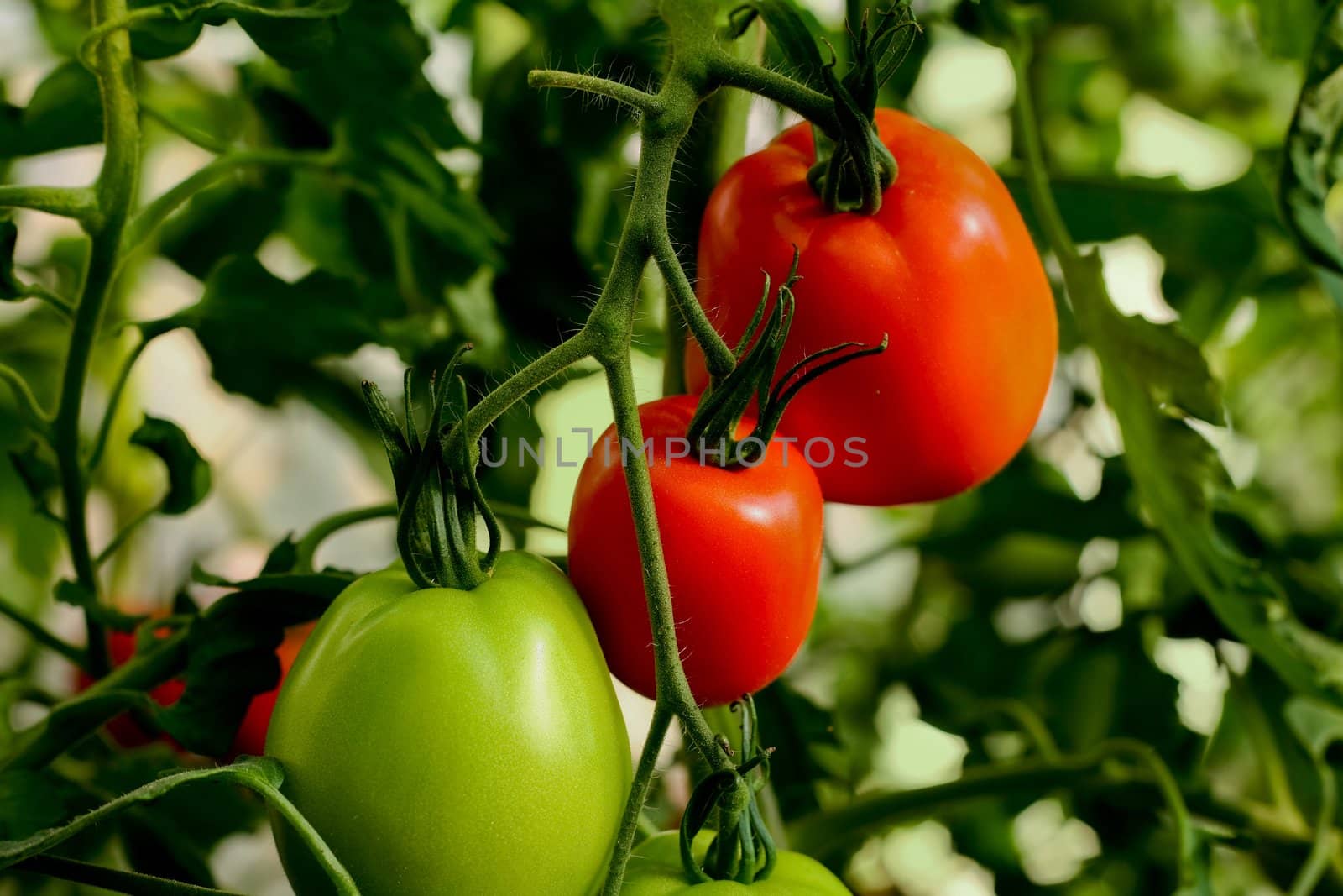 red and green tomatoes close up in greenhouses