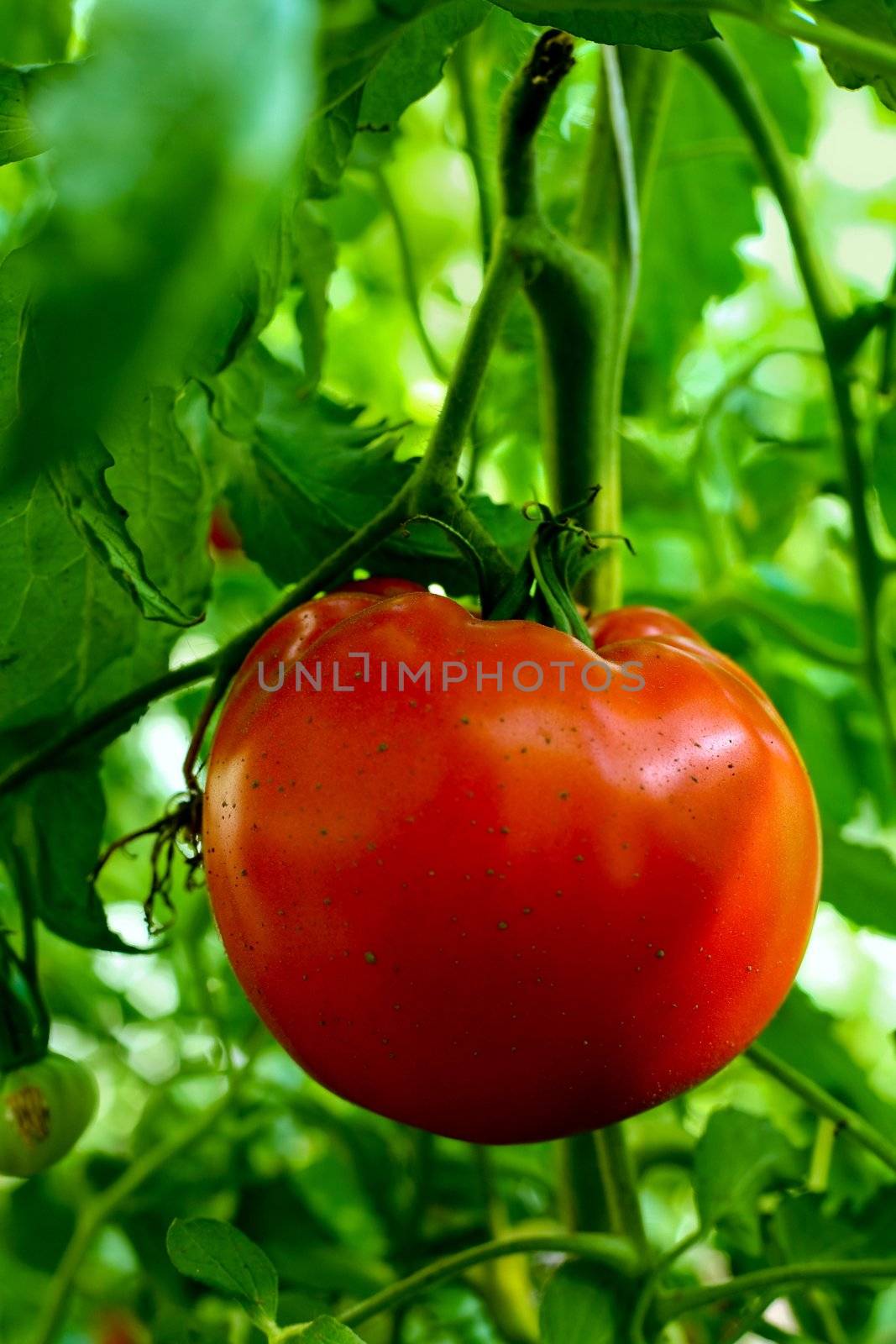 Tomato in greenhouse by velkol