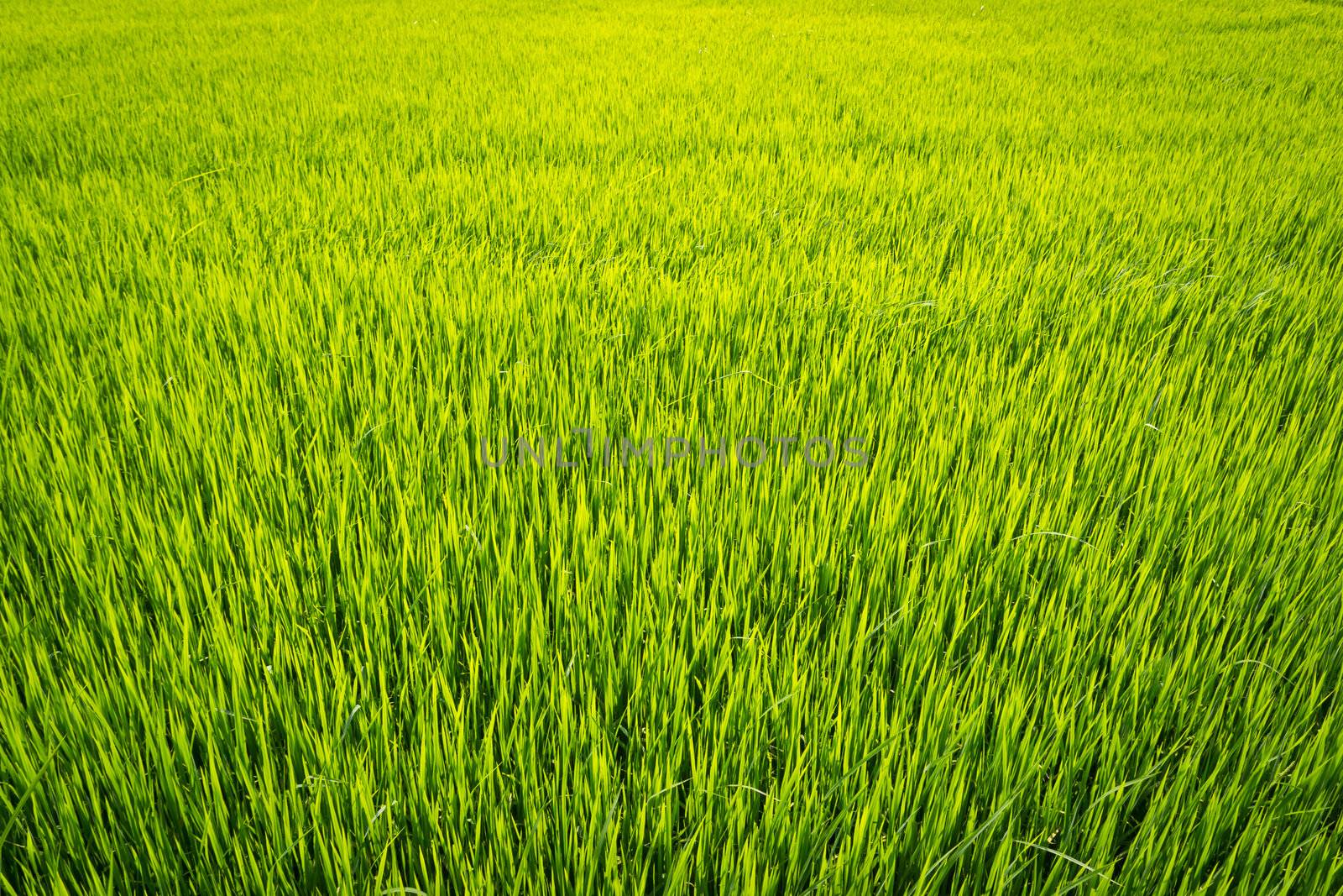 paddy field for background