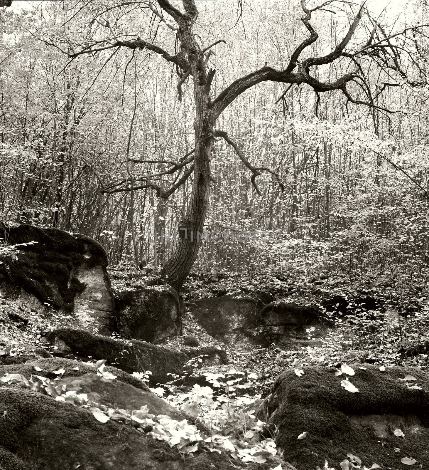 An image of old tree and stones